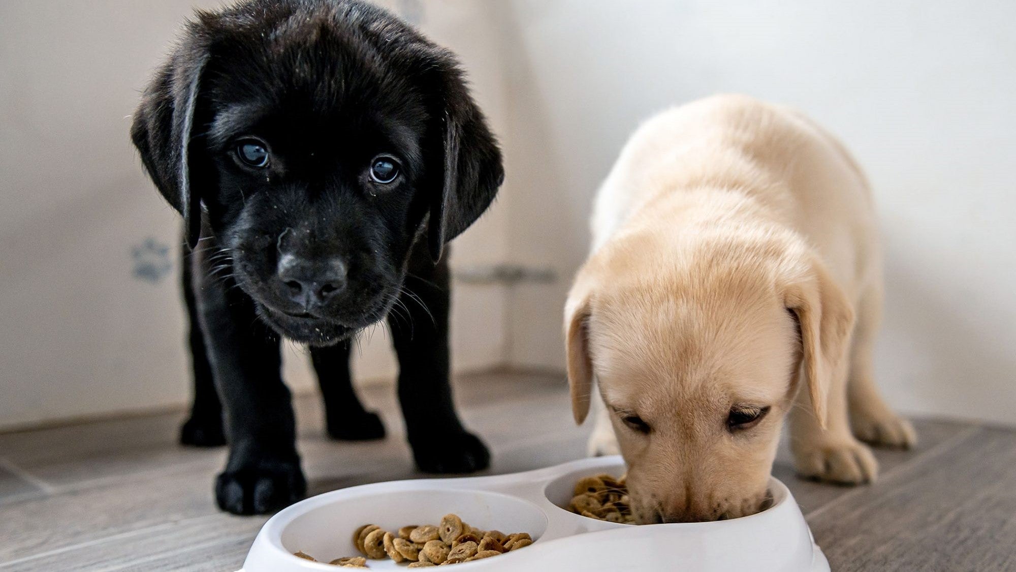 Dry Dog Food - Pawparazzi d'animaux