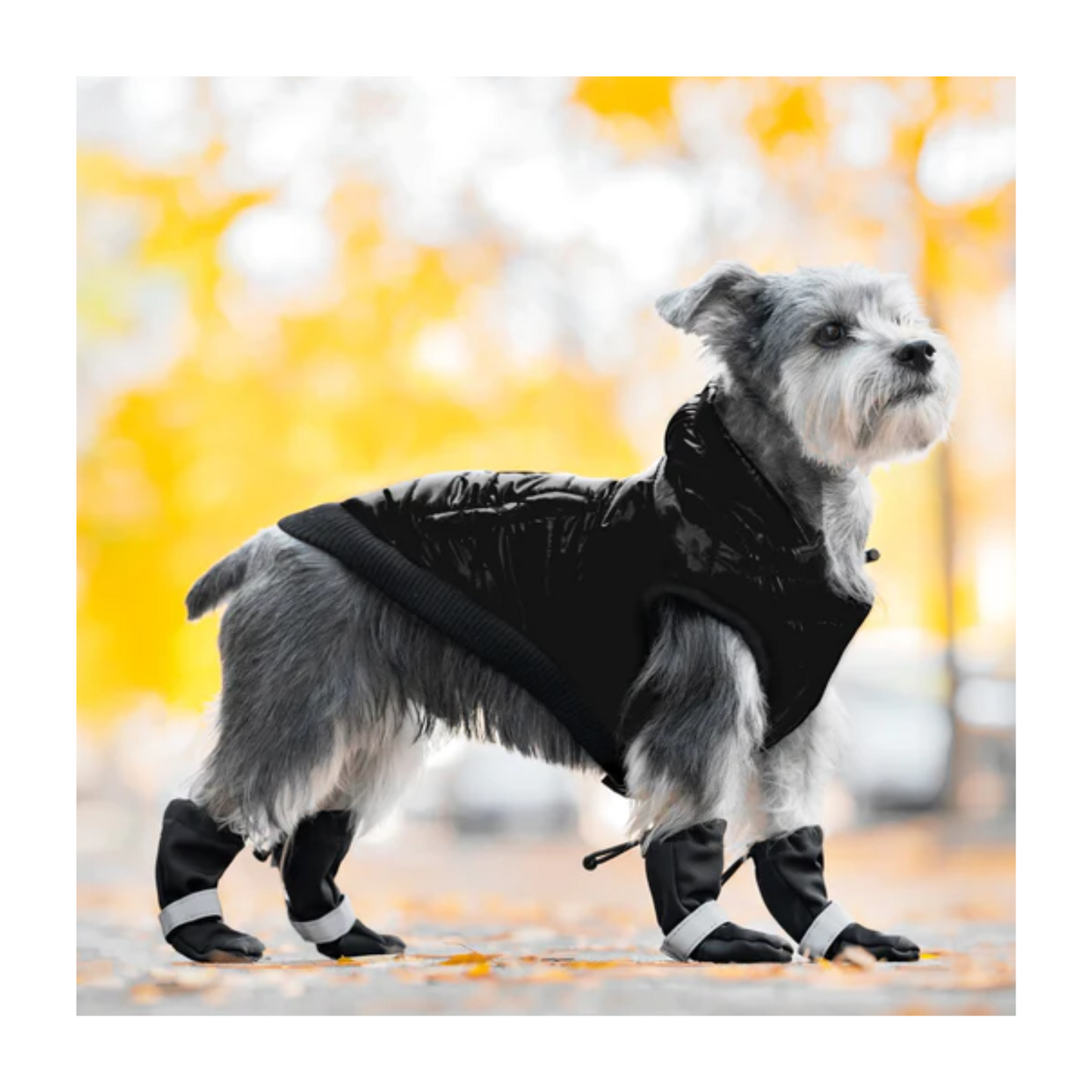 Canada Pooch - Bottes réfléchissantes et souples pour chien (noir)