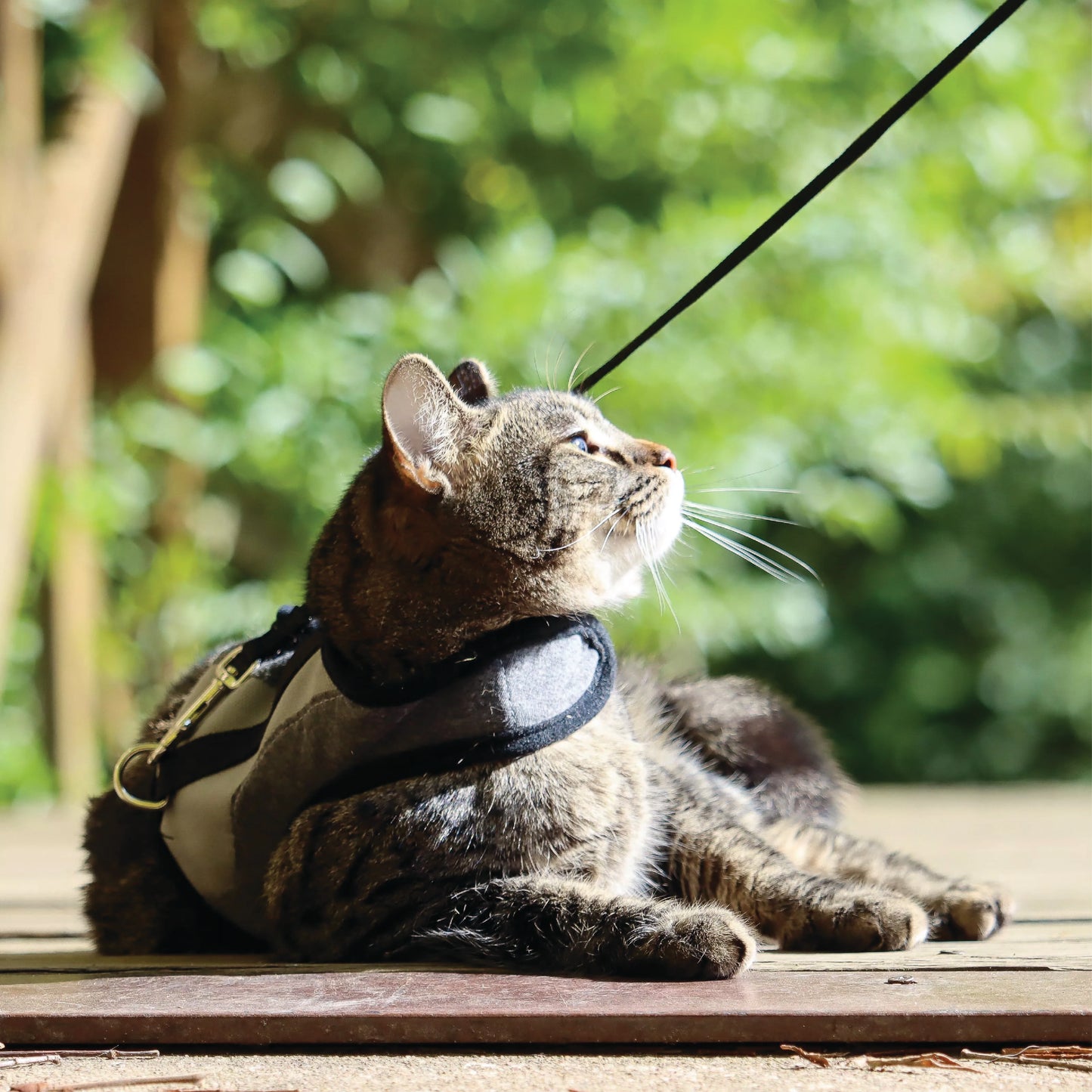 Coastal - Harnais réglable et laisse pour chat