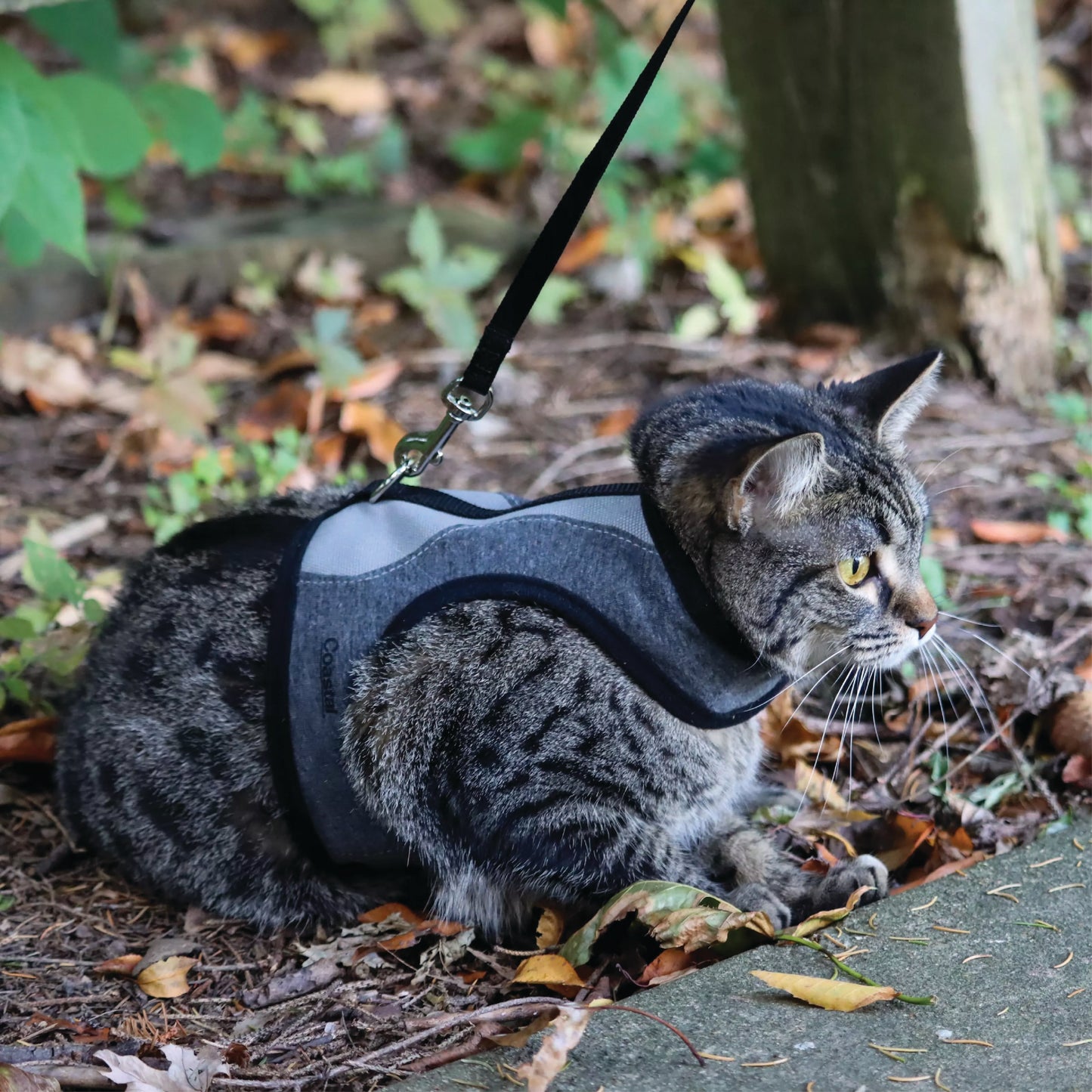 Coastal - Harnais réglable et laisse pour chat