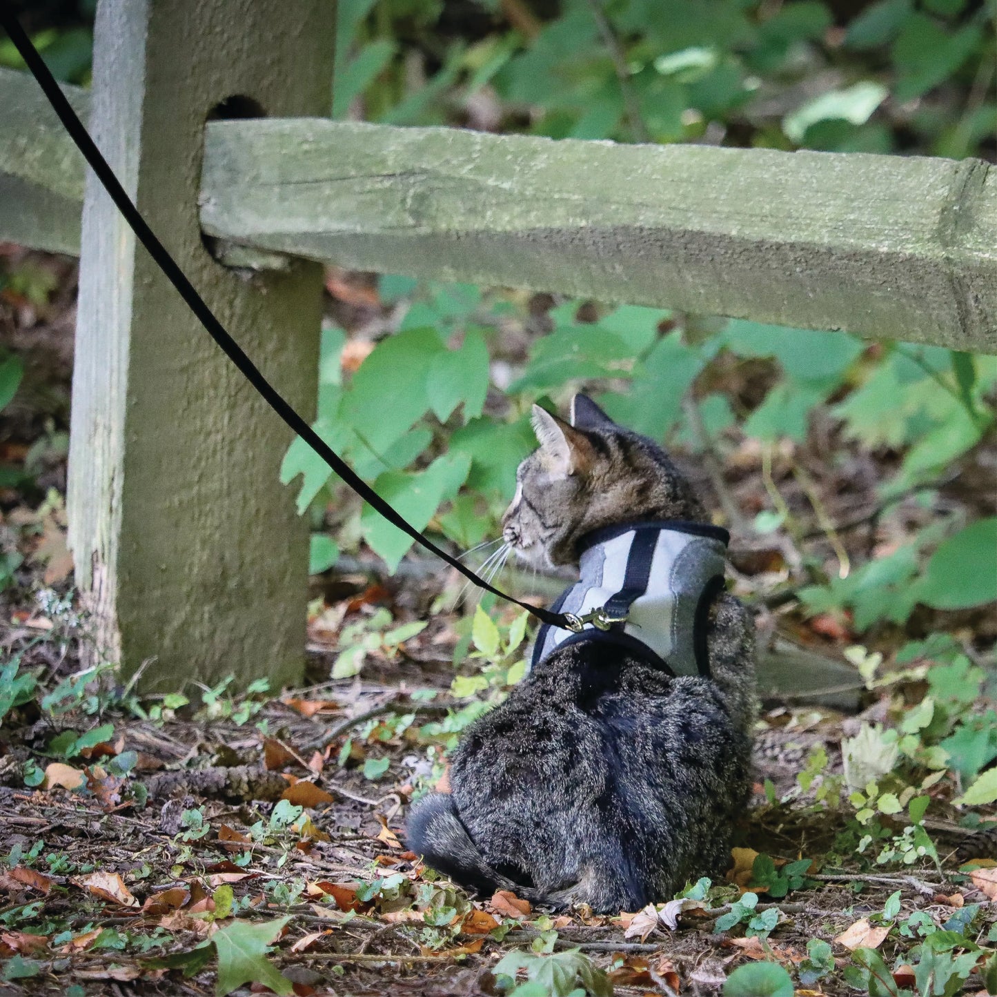 Coastal - Harnais réglable et laisse pour chat