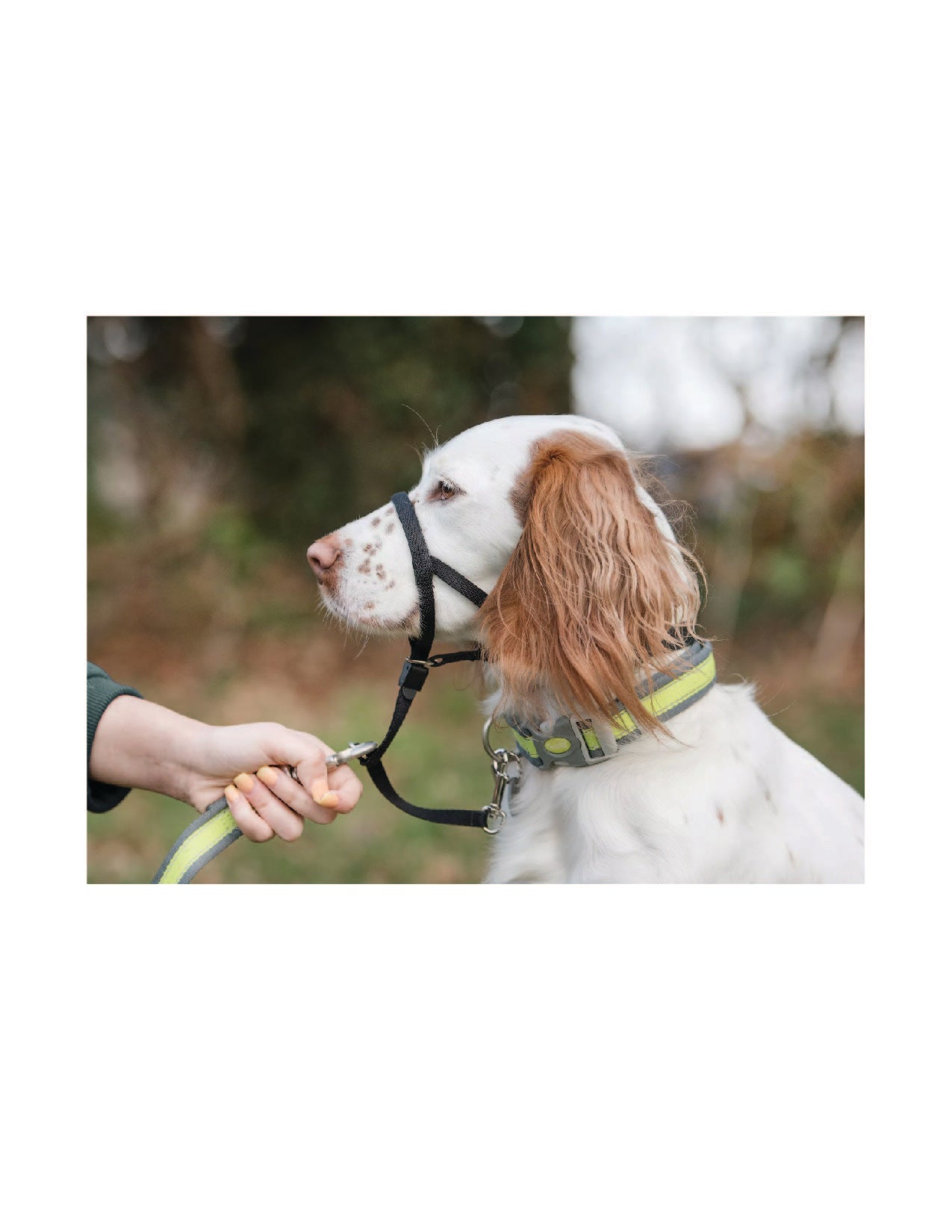 Coastal - Licol pour chien (tailles disponibles)