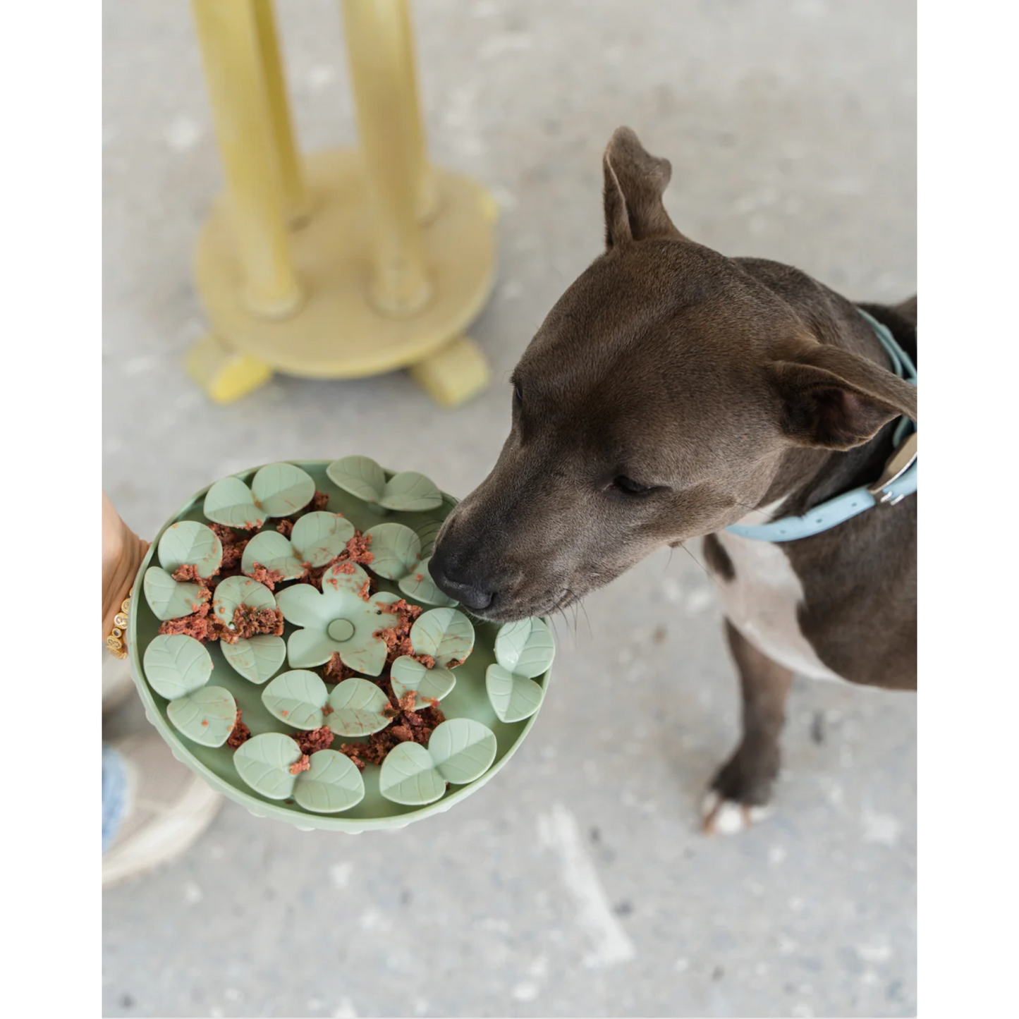 Dexypaws – Tapis de fouille pour chien (cercle vert sauge)