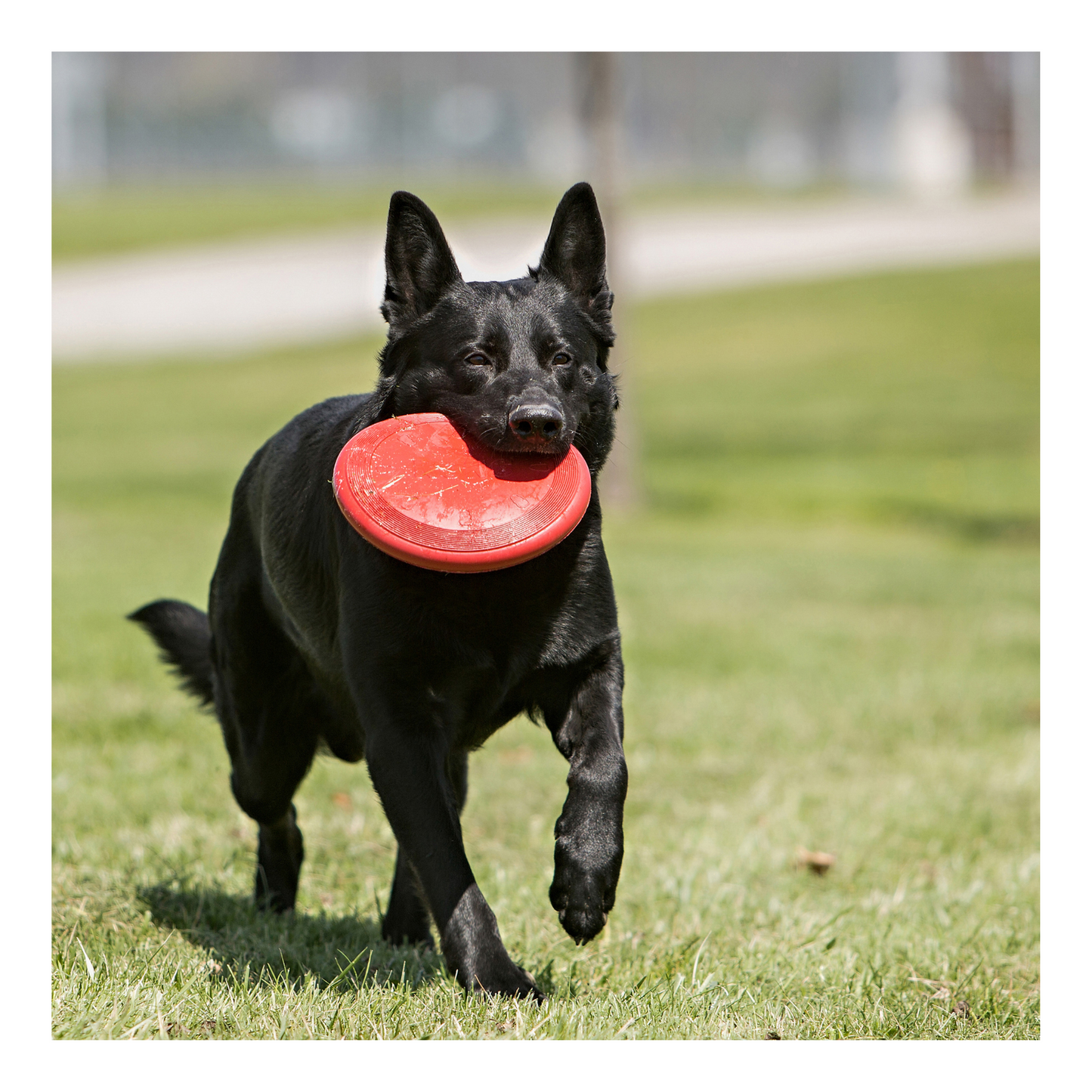 Kong - Frisbee classique pour chien