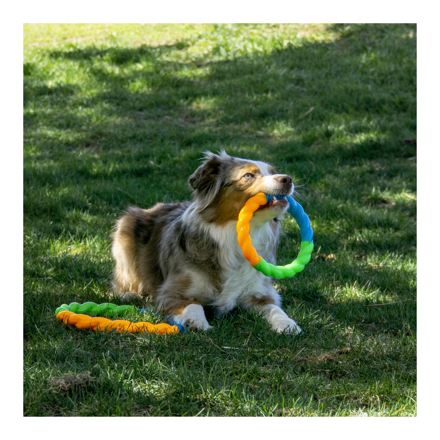 Kong - Jouet pour chien à rapporter anneau haute visibilité (tailles disponibles)
