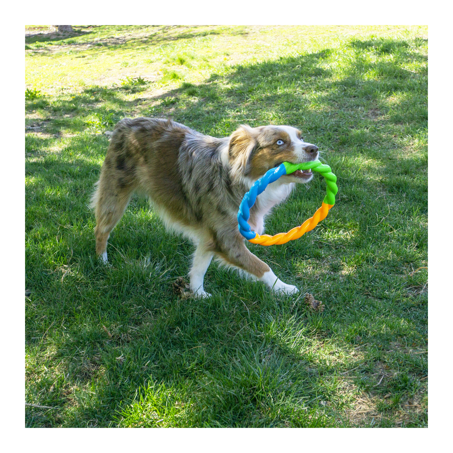 Kong - Jouet pour chien à rapporter anneau haute visibilité (tailles disponibles)