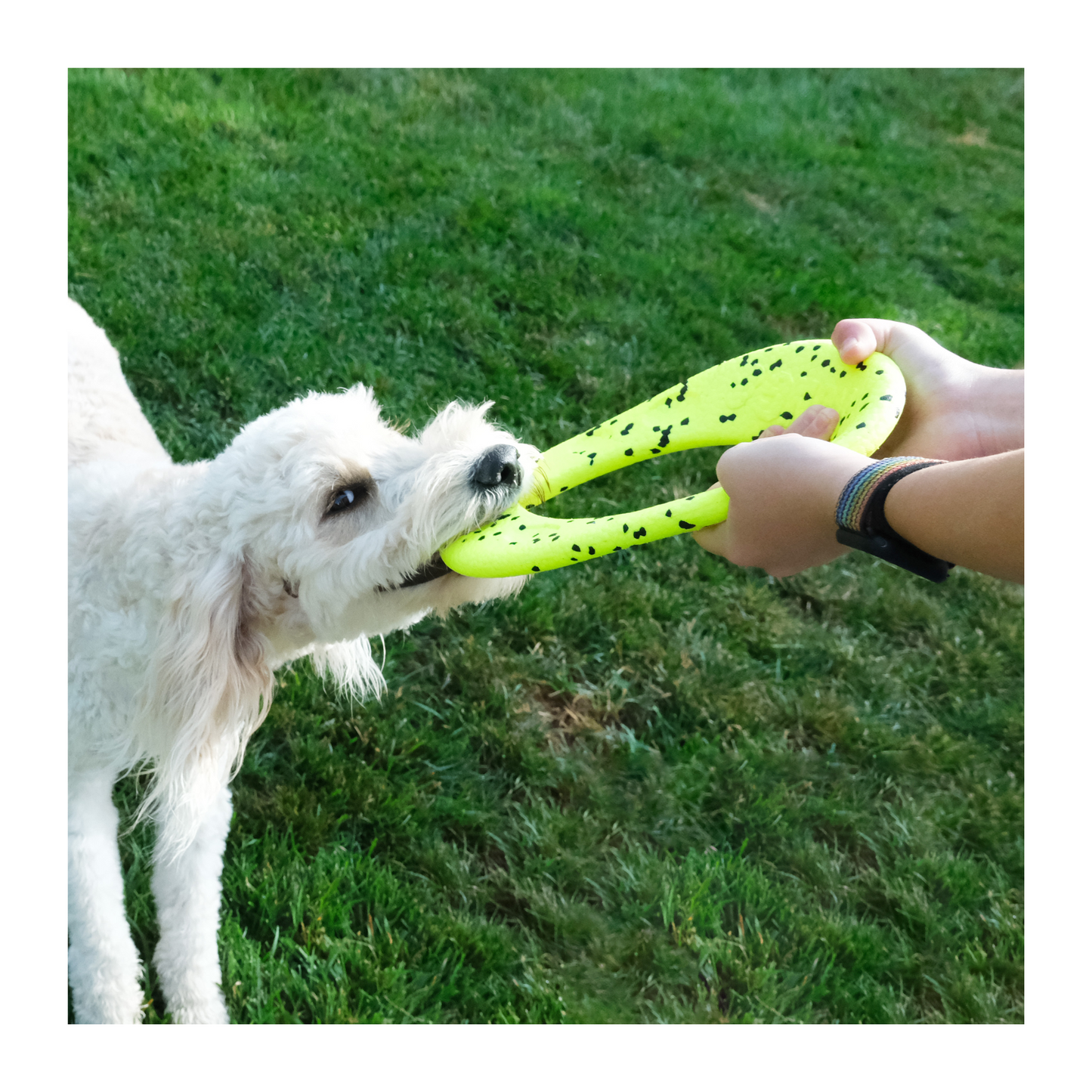 Kong - Jouet à rapporter pour chien Reflex Flyer