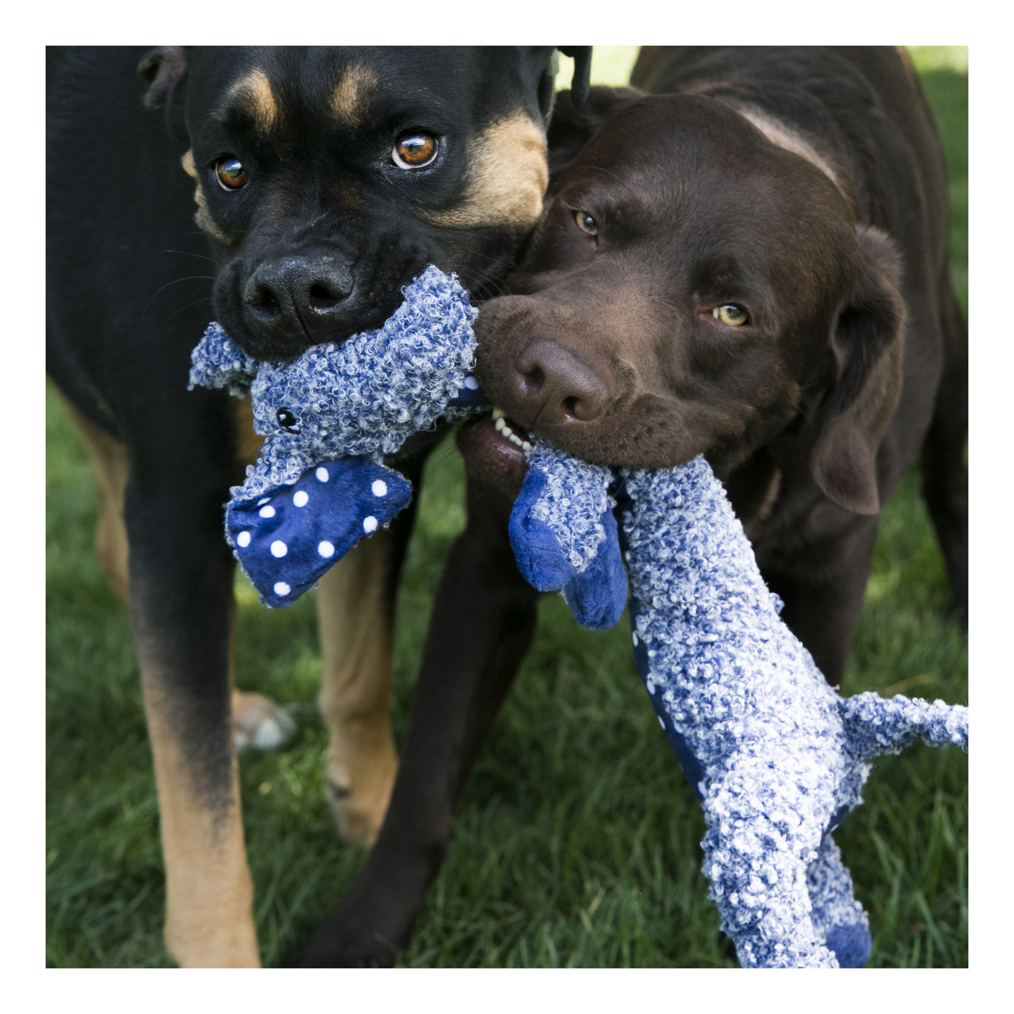 Kong - Peluche pour chien éléphant Shakers Luvs