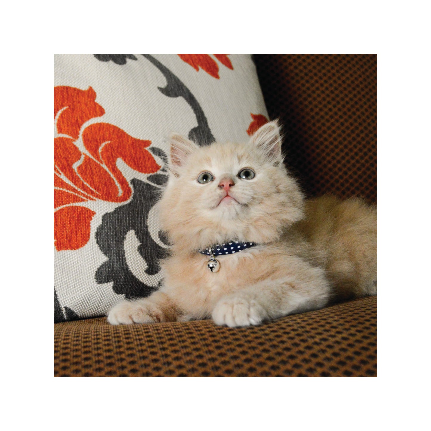 Li'L Pals - Collier rond pour chaton