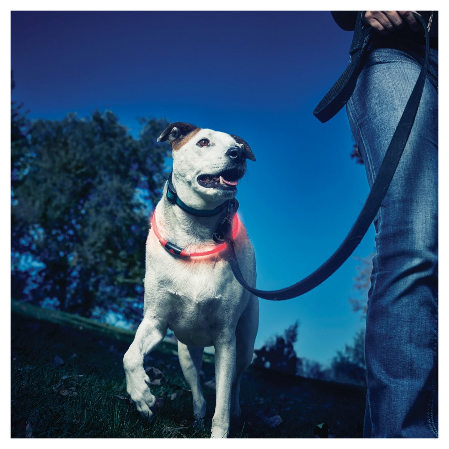 Nite Ize - Collier de sécurité LED pour chien (couleurs disponibles)