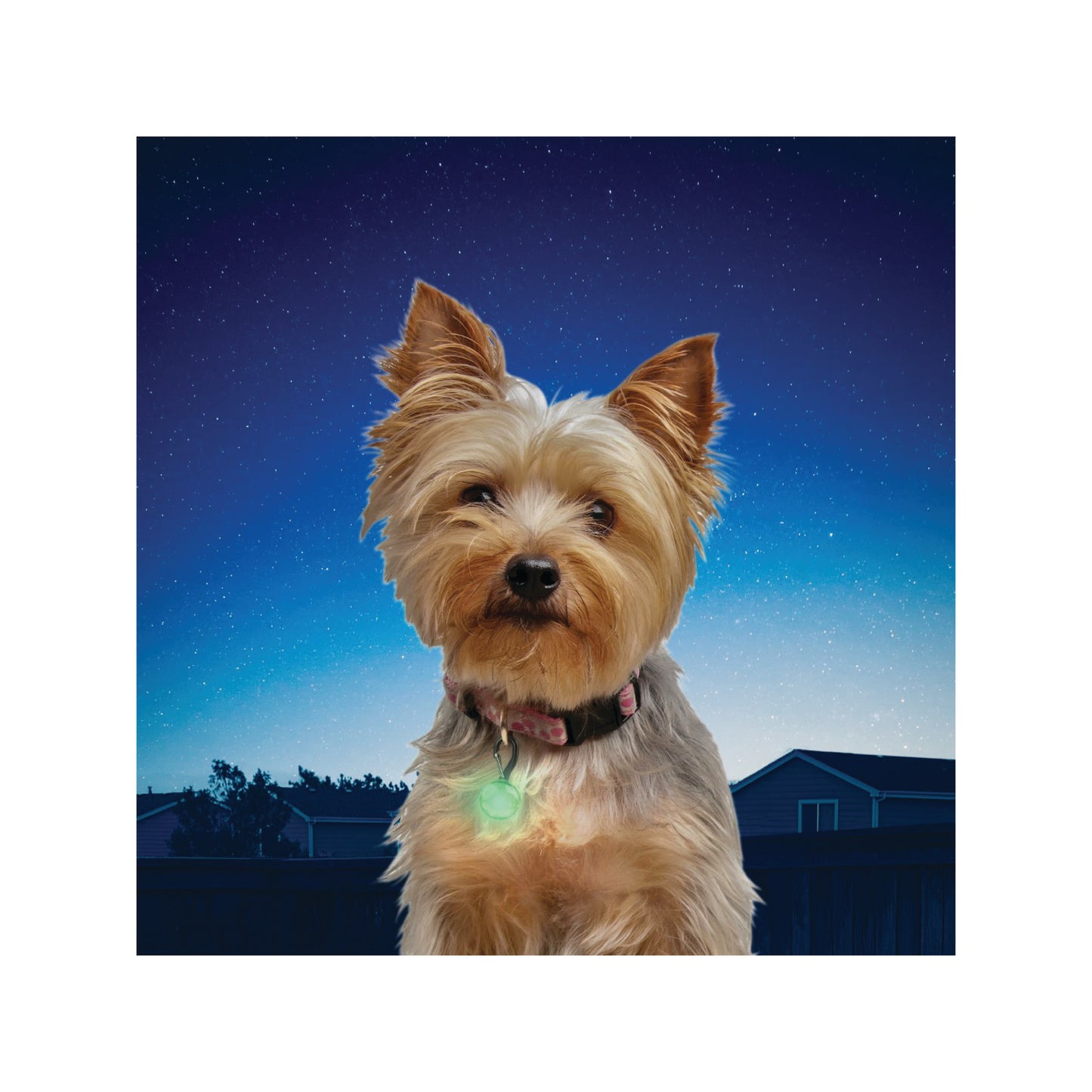 Nite Ize - Lumière à DEL pour collier pour petit chien (couleurs disponibles)