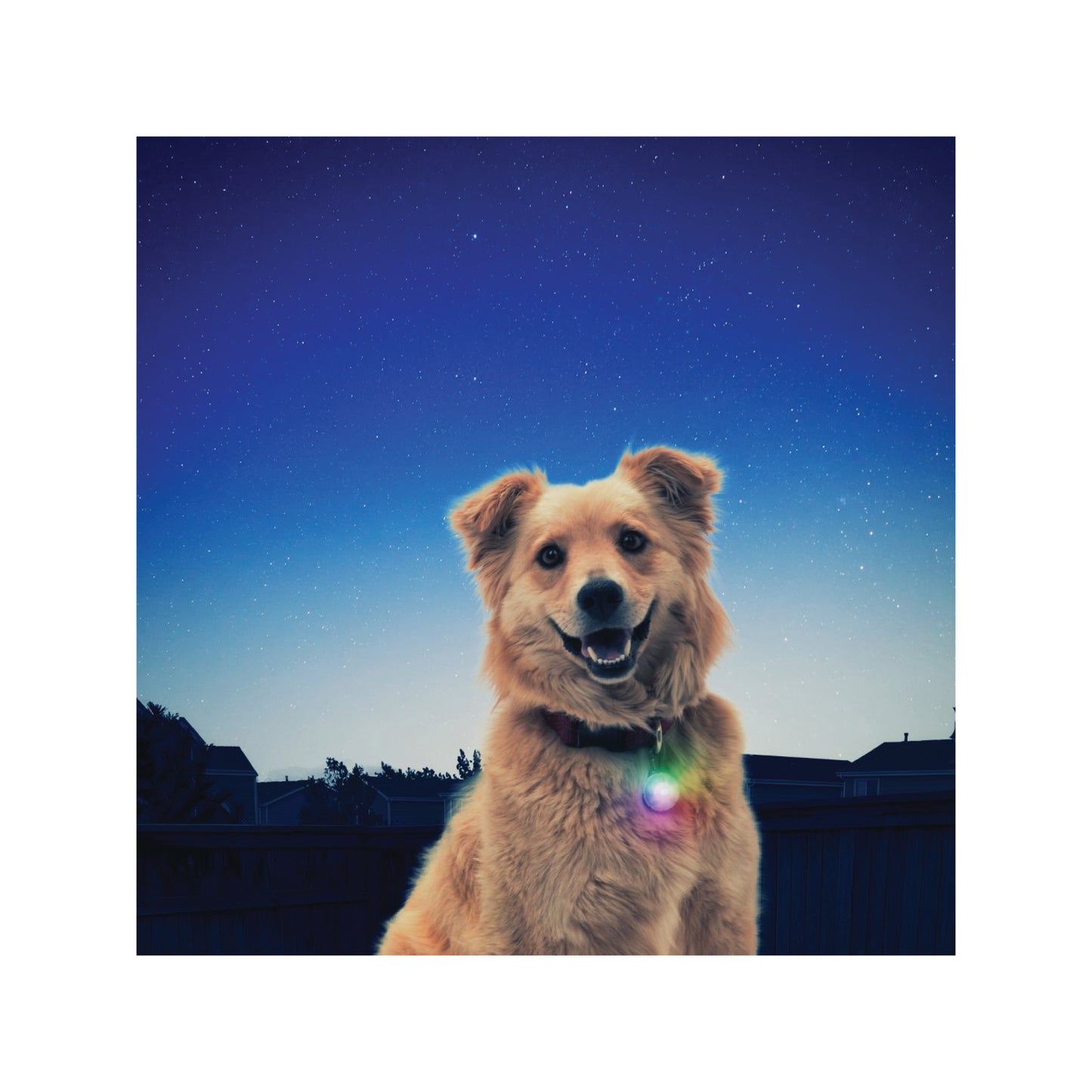 Nite Ize - Lumière à DEL pour collier pour chien