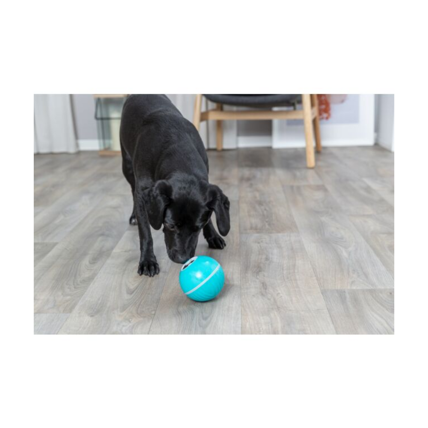 Trixie - Balle distributrice de friandises et de nourriture pour chien (tailles disponibles)