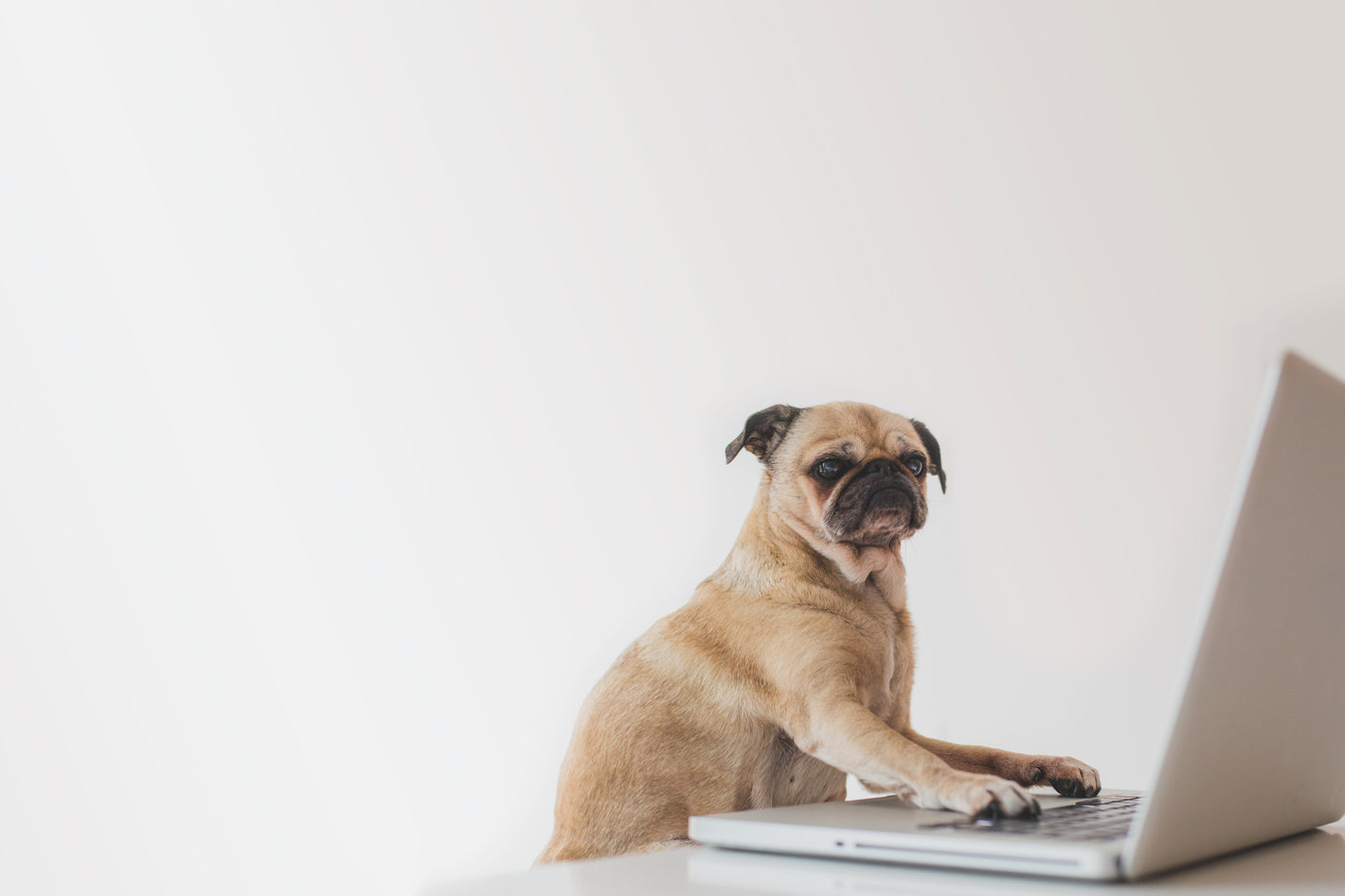 Dog Using Leptop