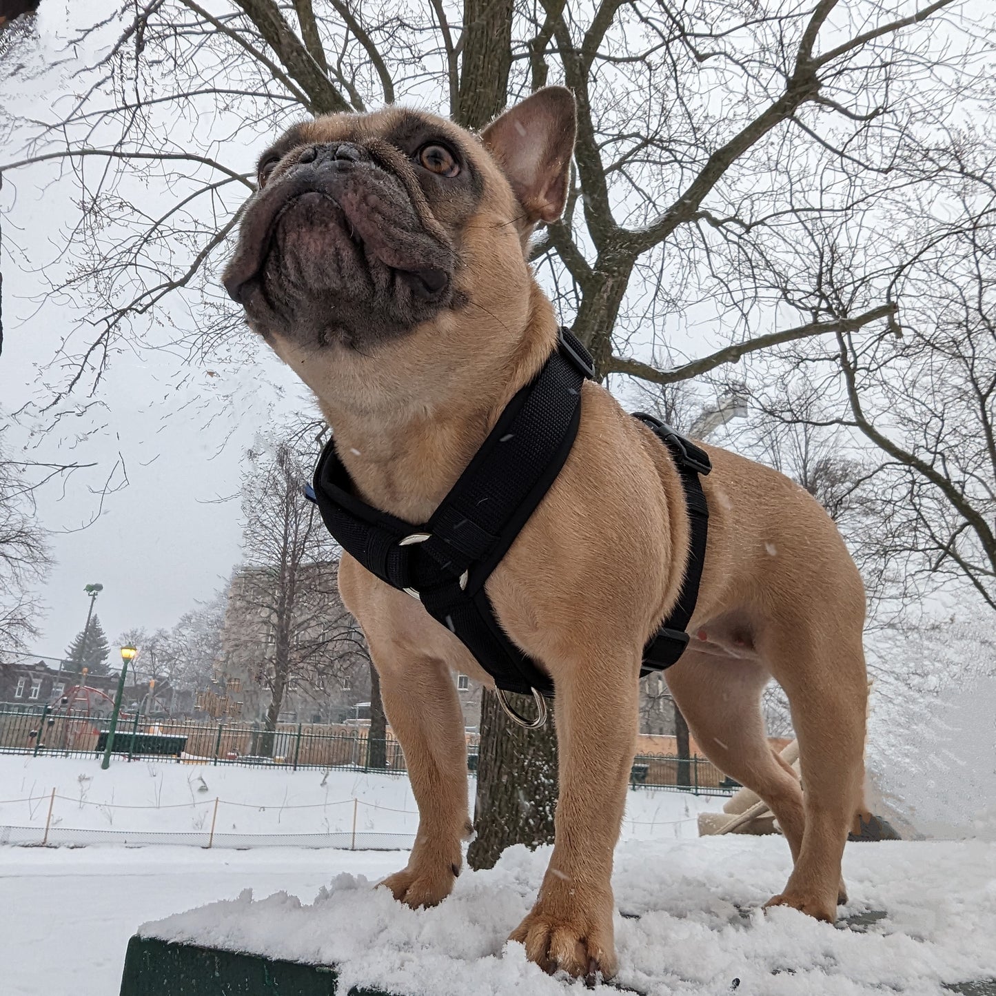 Pawparazzi d'animaux - Harnais noir classique