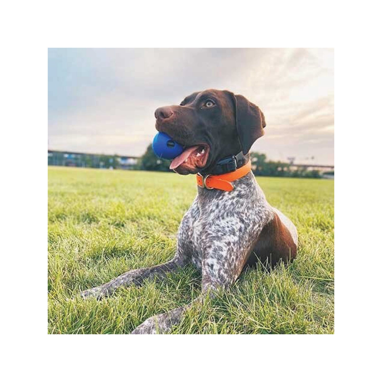 Chuckit ! - Balle Super Crunch