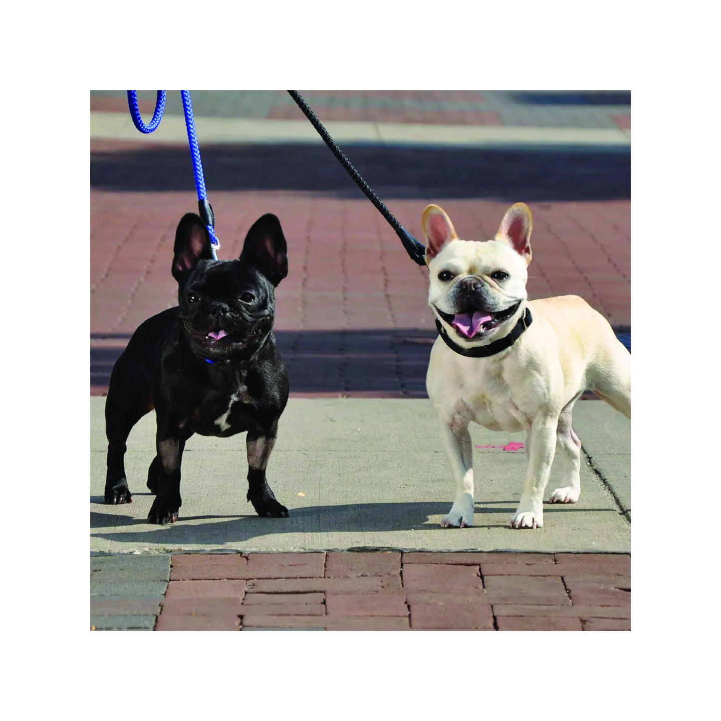 Coastal - Laisse en corde (couleurs disponibles)