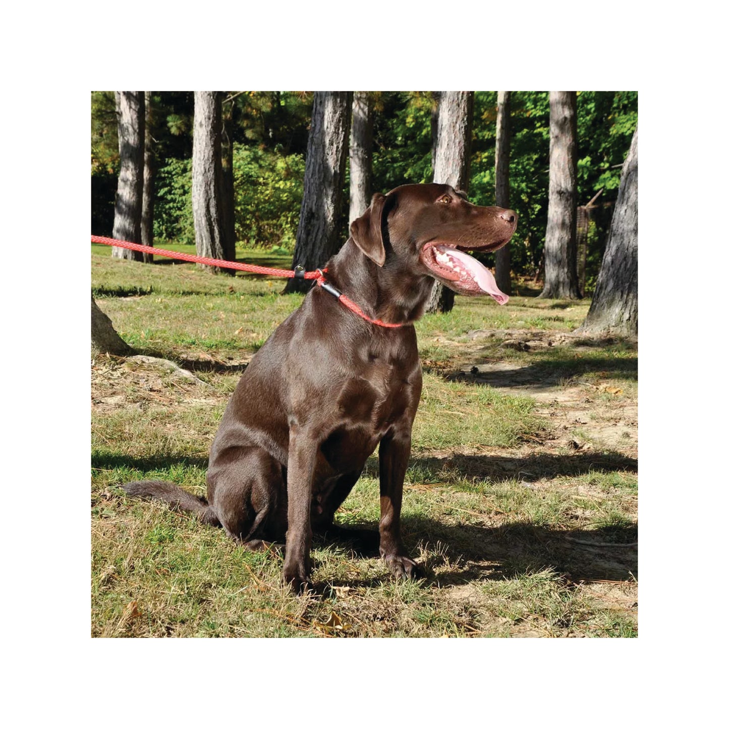 Coastal - Laisse coulissante en corde (noire)