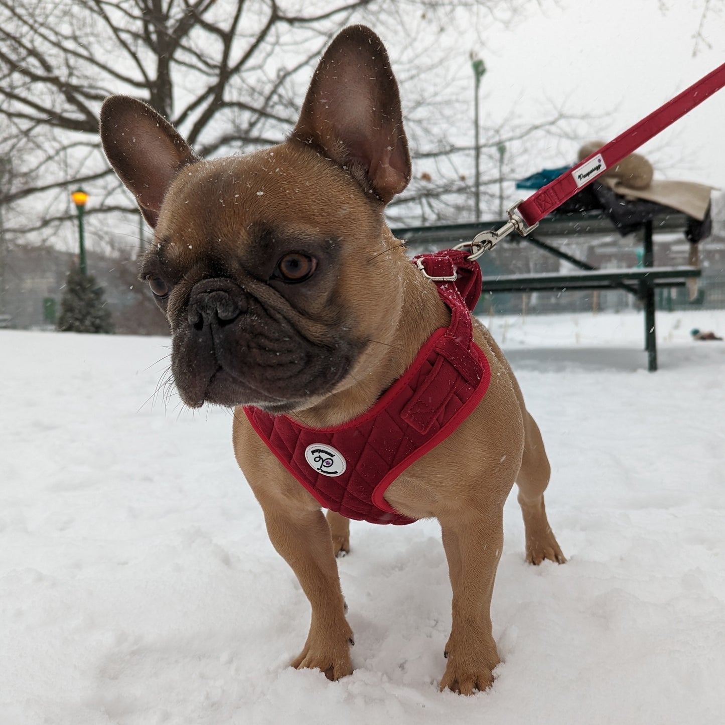 Pawparazzi d'animaux - Harnais et laisse pour chien en velours (couleurs disponibles)