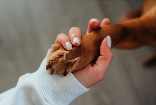 How To Keep My Dog’s Paws Healthy and Hydrated During Winter?
