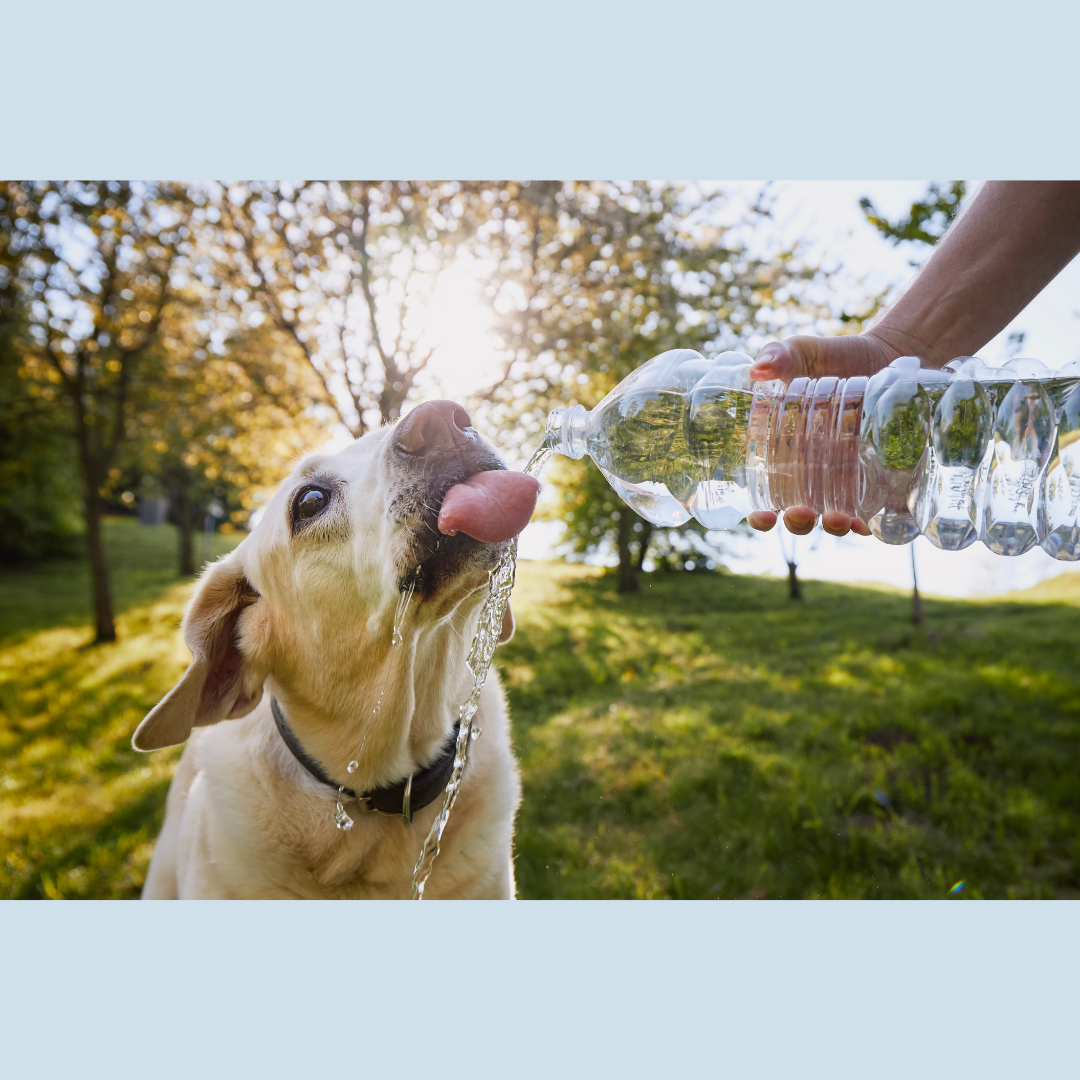 How to Keep my Pet Hydrated?