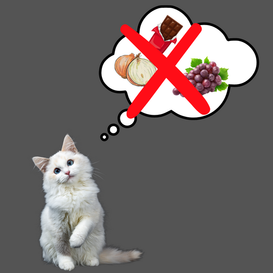 Toxic Foods for Cats