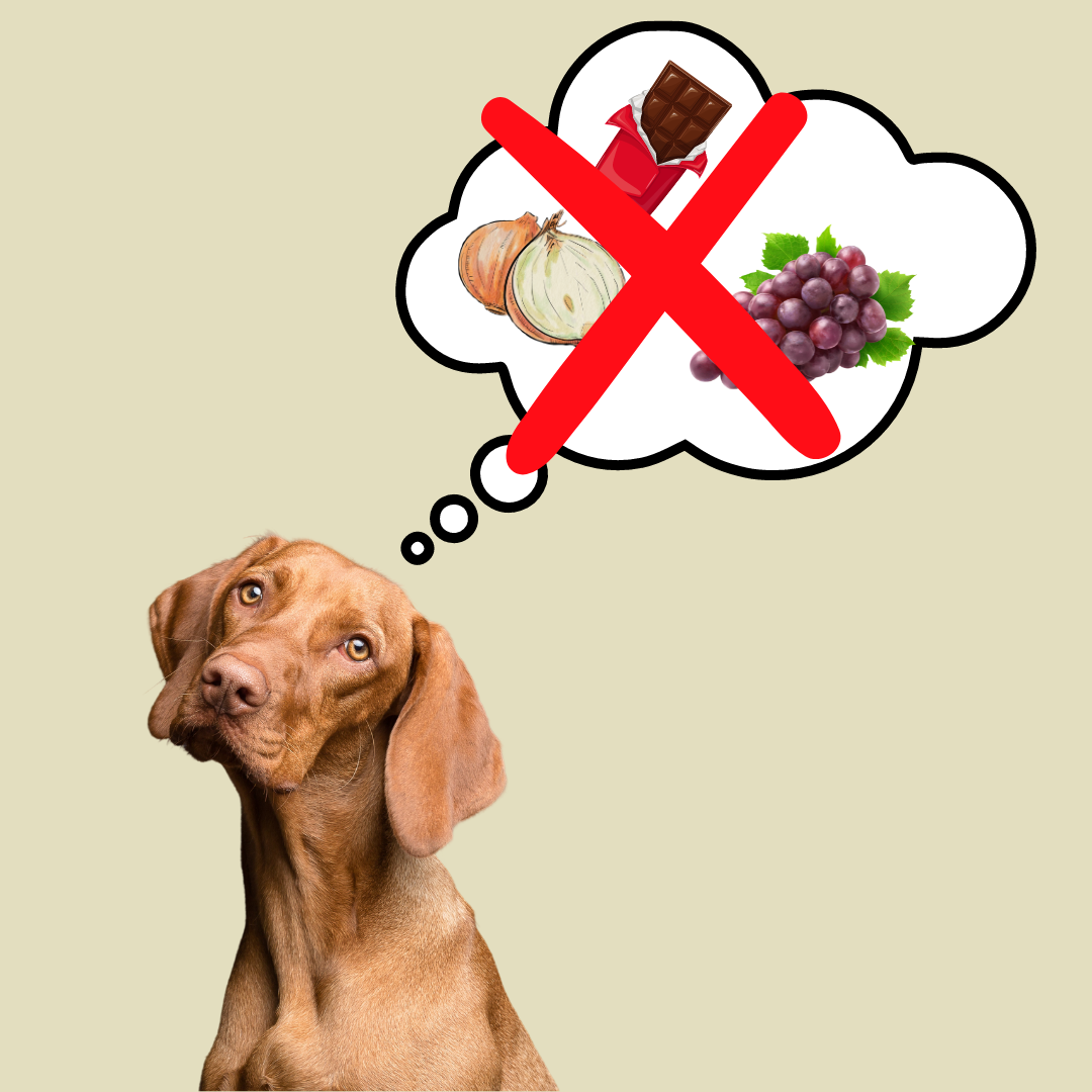 Toxic Foods for Dogs