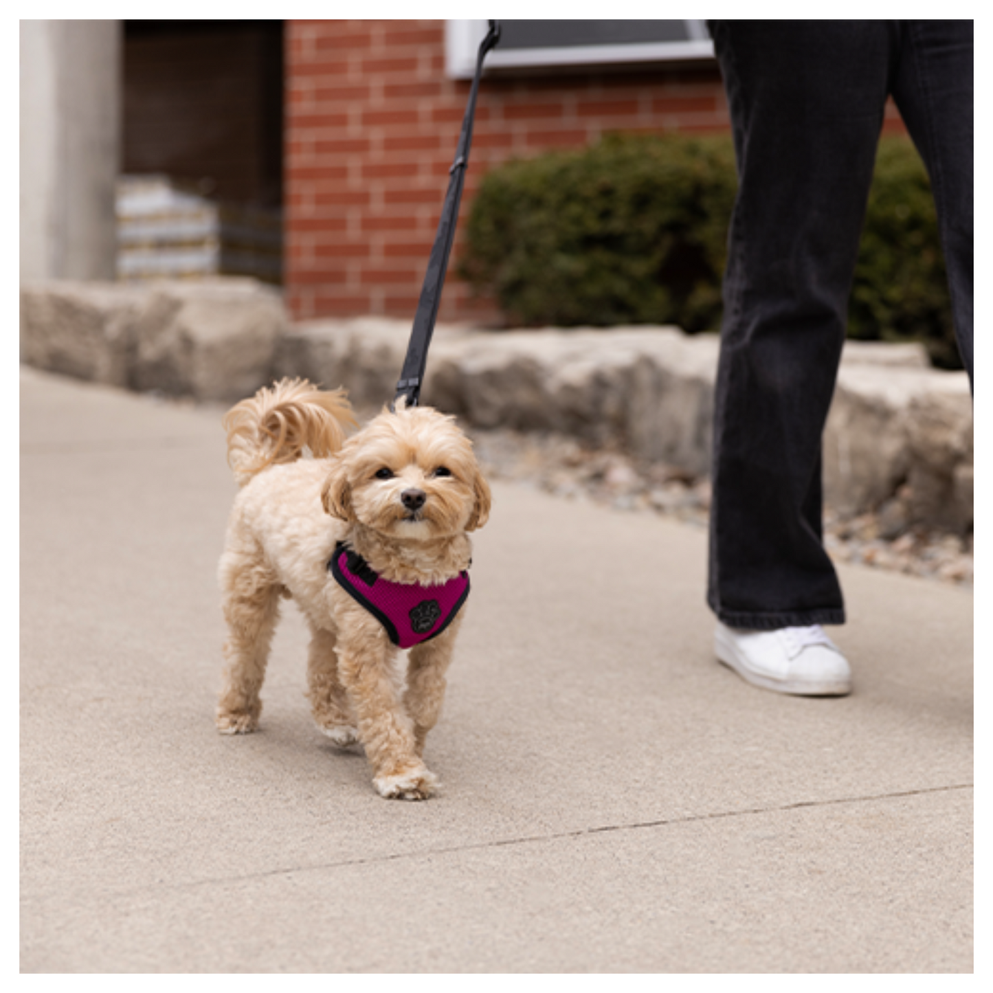 Canada Pooch - Easy-On Step In Dog Harness (Plum)