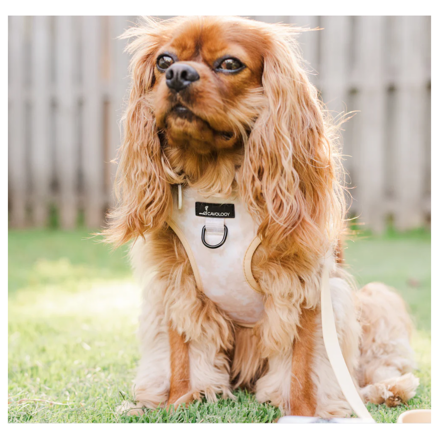 Cavology - Dog Vest Step-in Harness (Beige Cream Tie Dye Chai Latte)