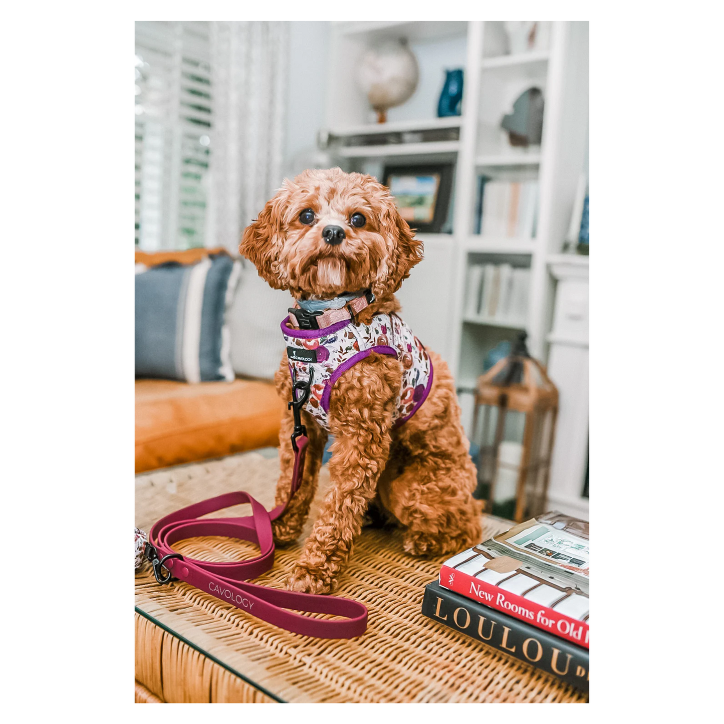 Cavology - Dog Vest Step-in Harness (Tea Rose)