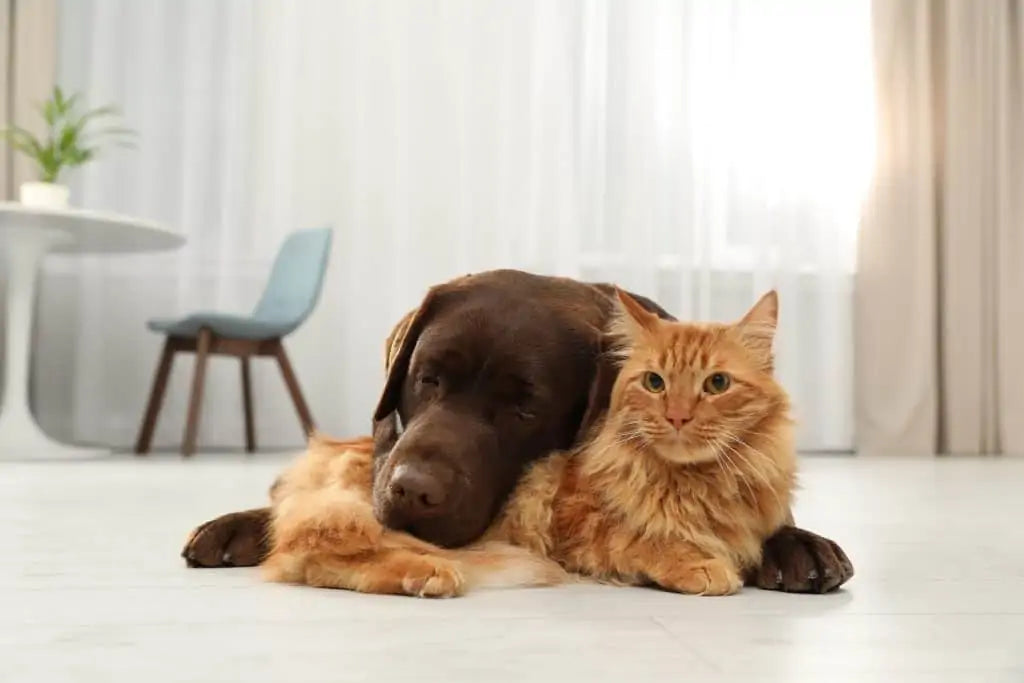 Cat & Dog Hug
