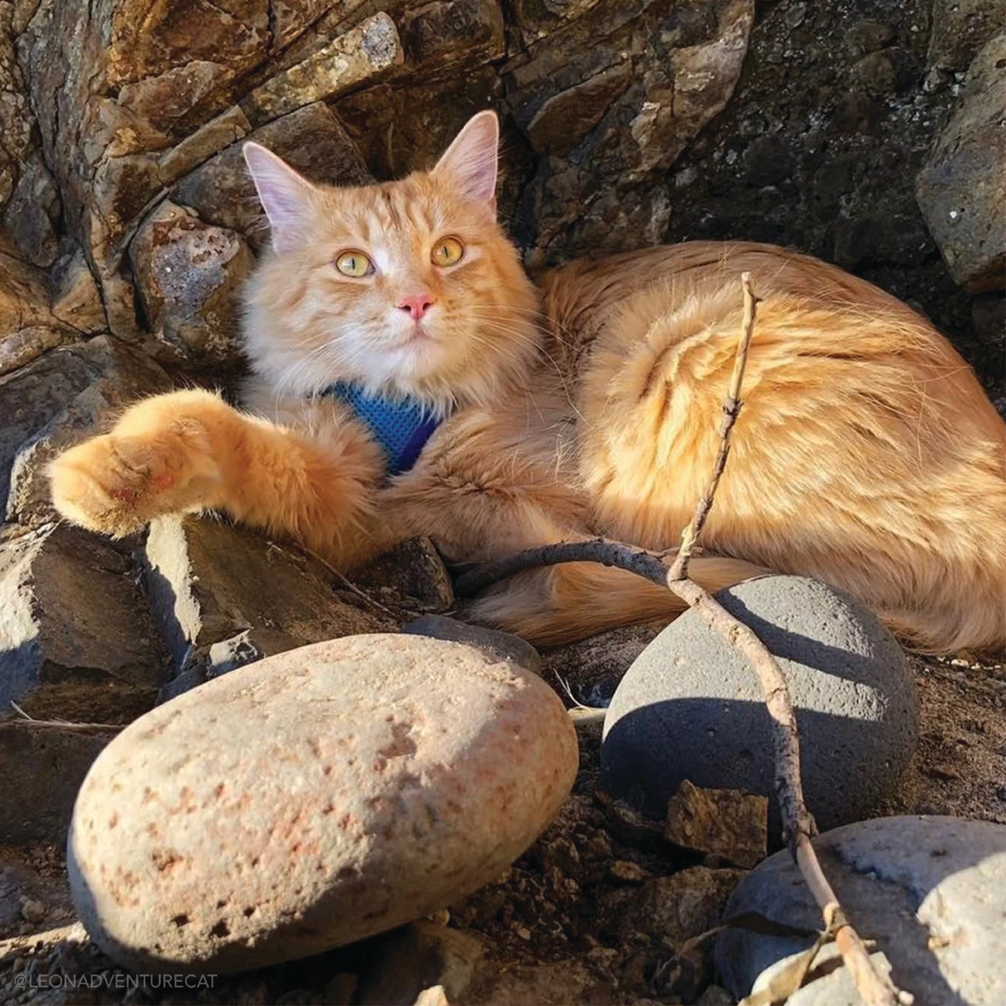 Coastal - Combo de harnais et de laisse pour chat