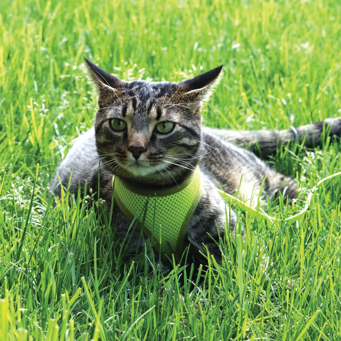 Coastal - Combo de harnais et de laisse pour chat