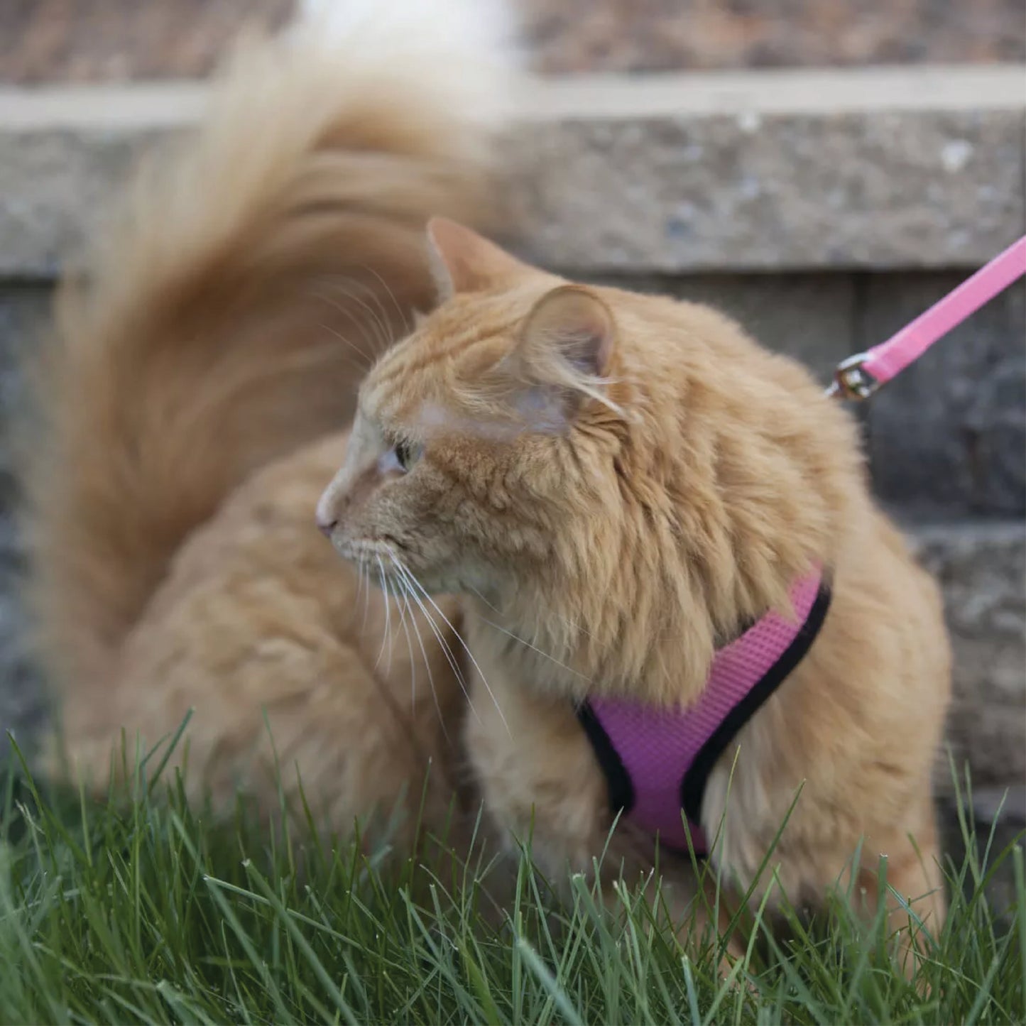 Coastal - Combo de harnais et de laisse pour chat