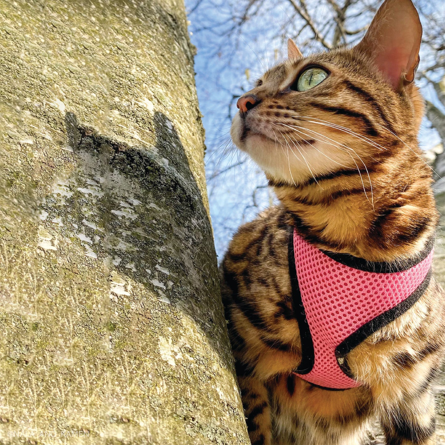 Coastal - Cat Combo Harness & Leash