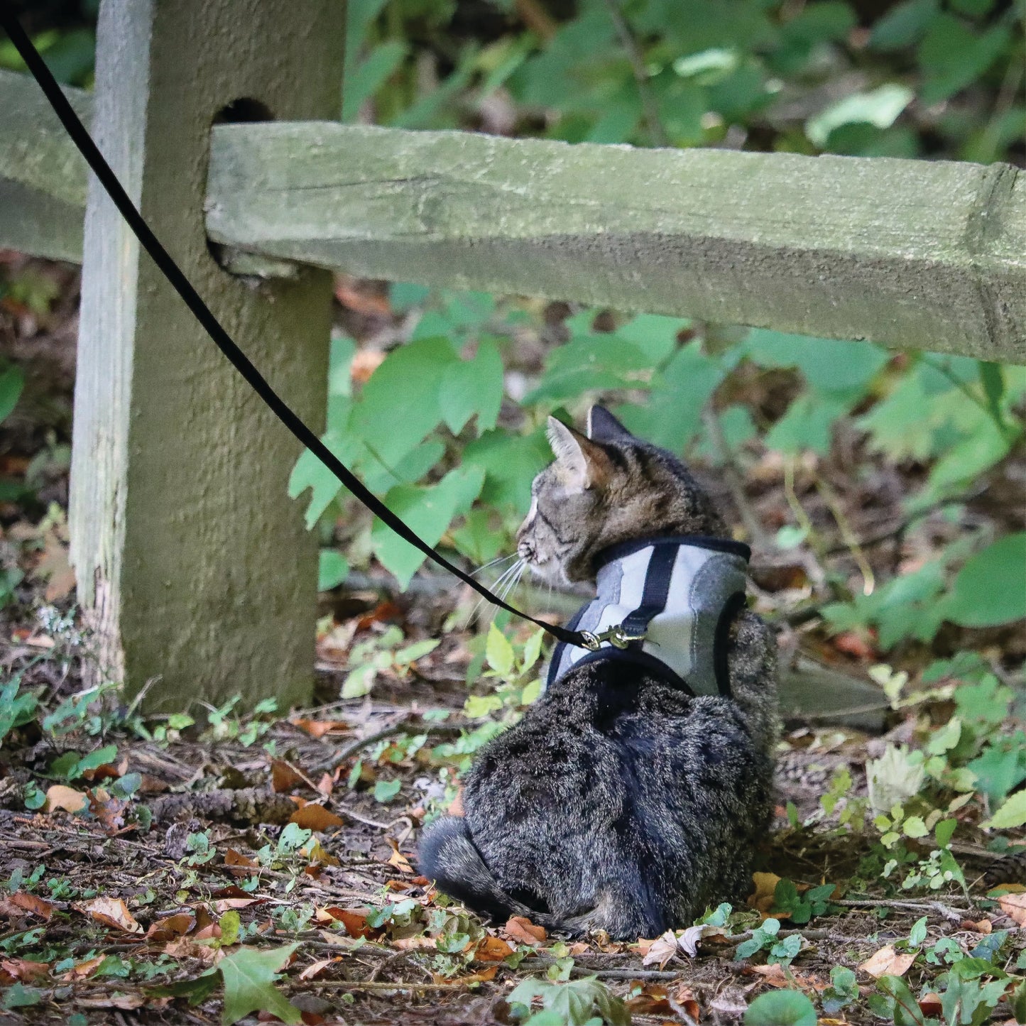 Coastal - Adjustable Cat Harness & Leash