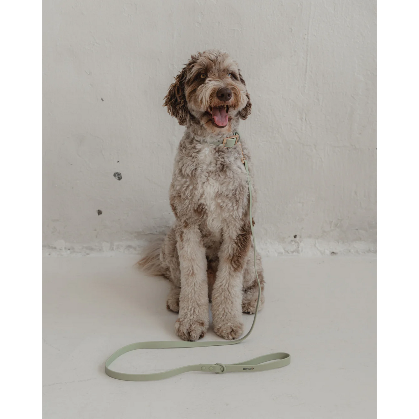 Dexypaws - Waterproof Dog Leash (5 ft, Sage)