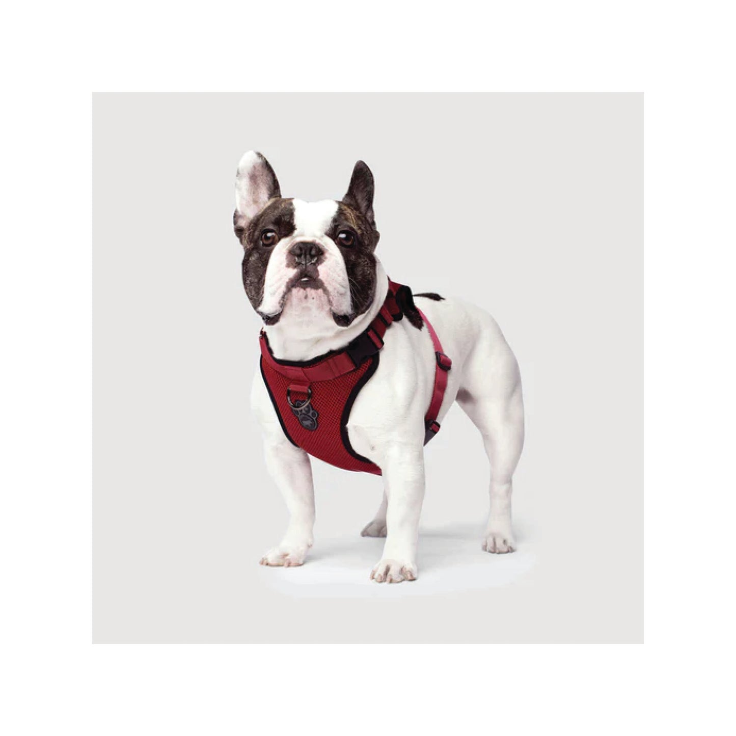 Canada Pooch - Everything Harness (Colors)