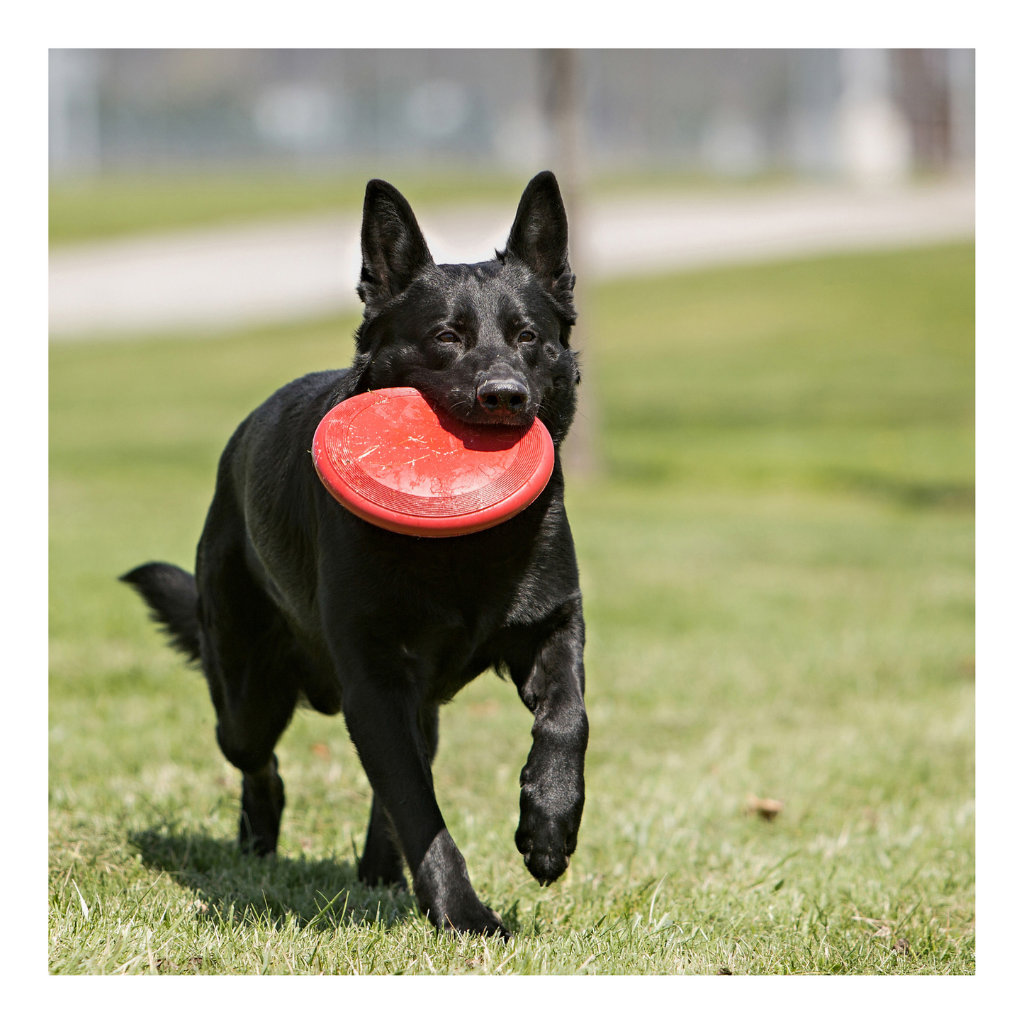 Kong - Classic Flyer Dog Frisbee