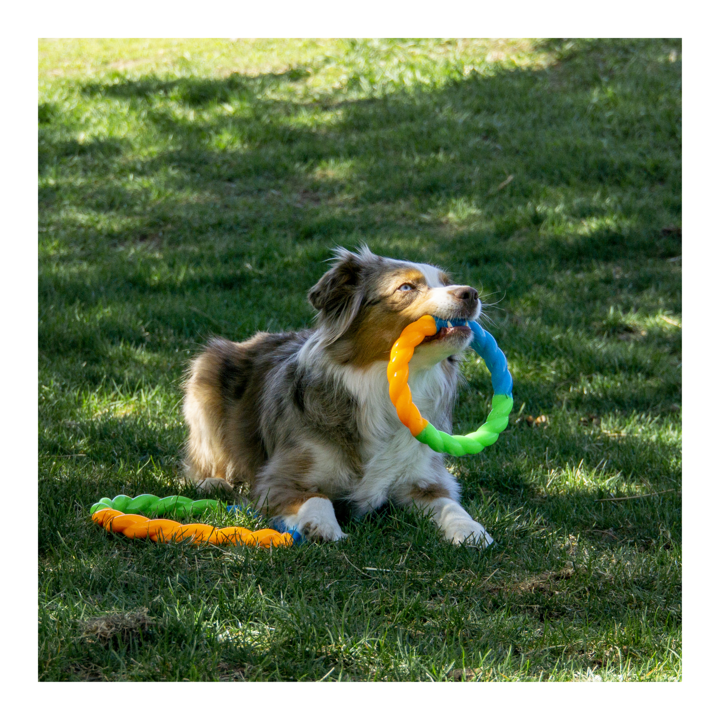 Kong - High-Viz Ring Fetch Dog Toy (Sizes available)