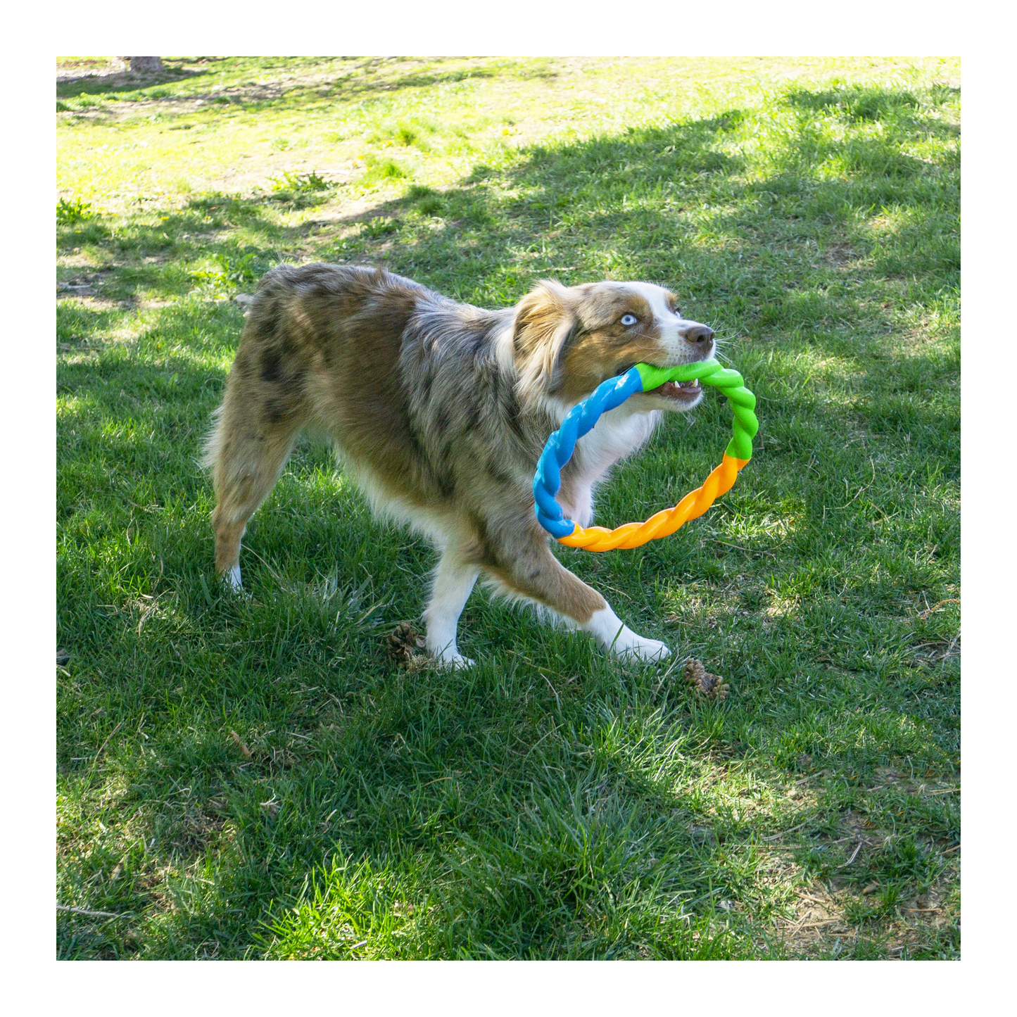 Kong - High-Viz Ring Fetch Dog Toy (Sizes available)