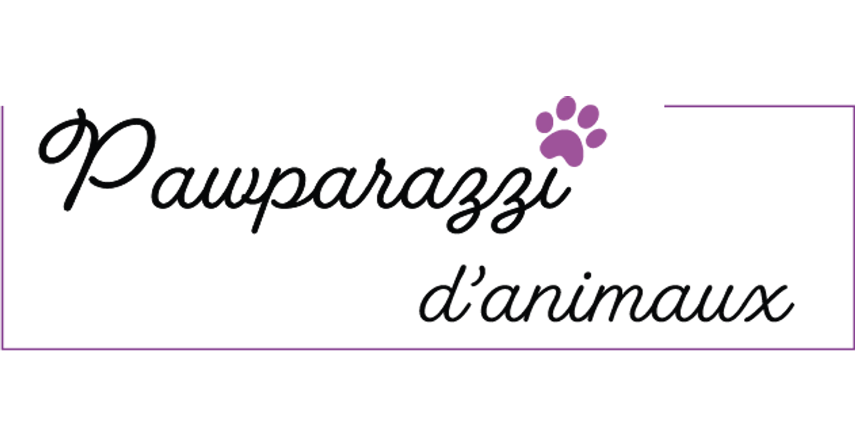 Tips & Useful Information for Cat & Dog Parents Pawparazzi d'animaux