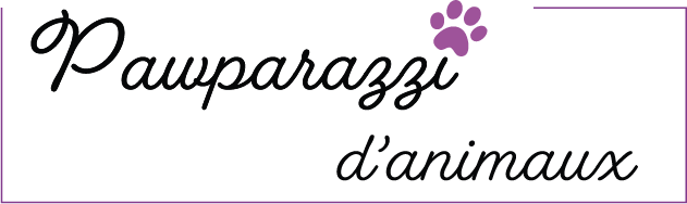 Pawparazzi d'animaux
