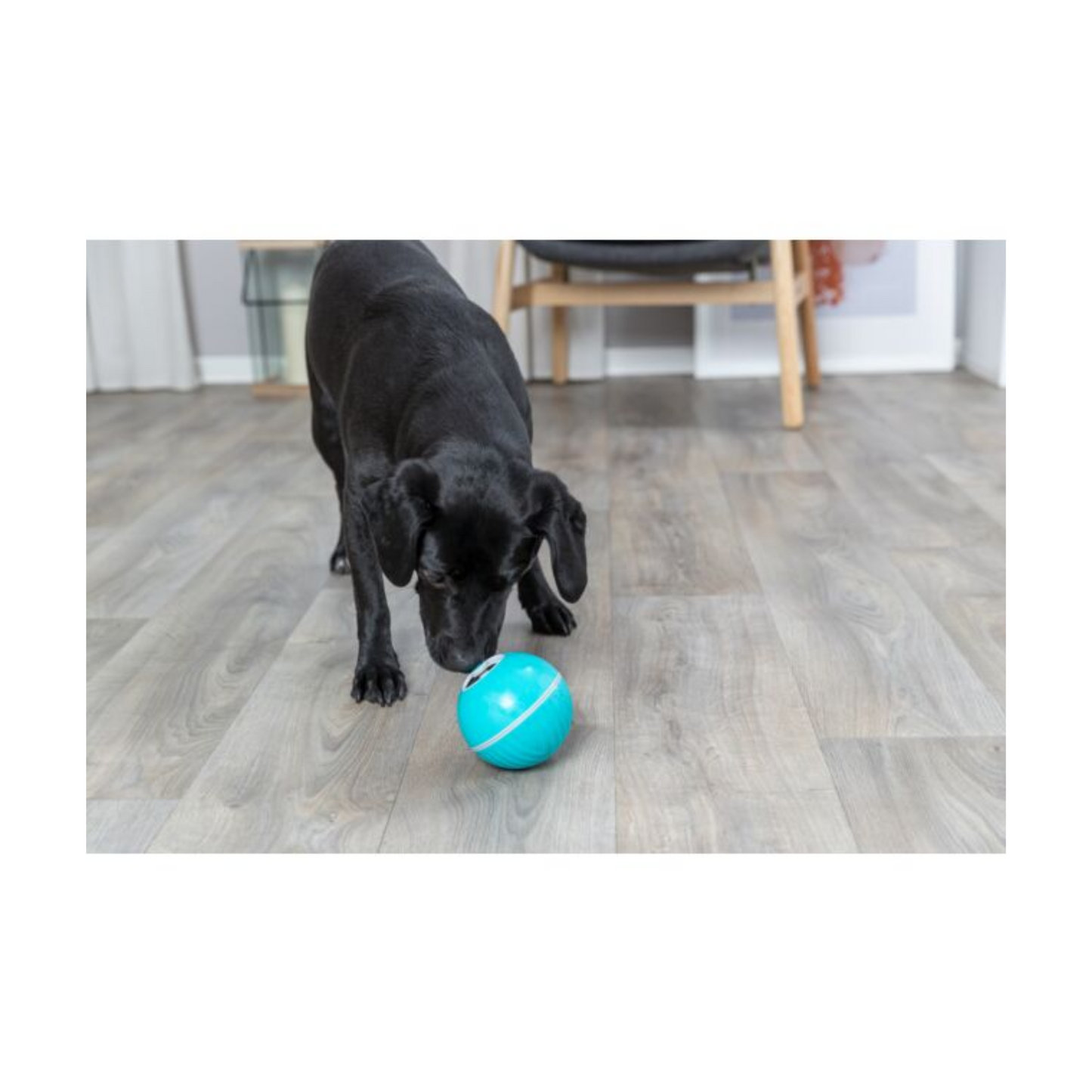 Trixie -  Treat and Food Dispenser Ball for Dogs (Sizes available)