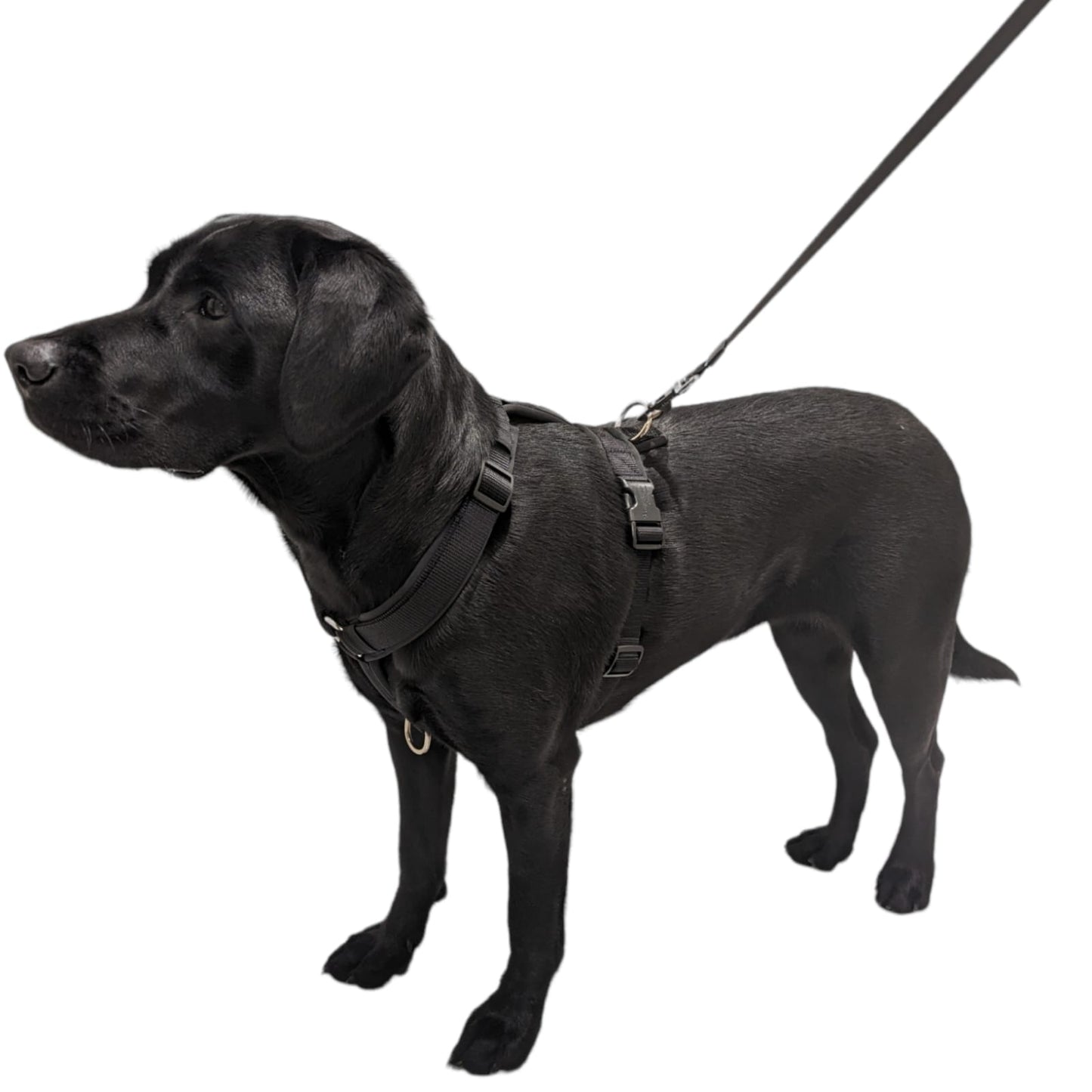 Pawparazzi d'animaux - Classic black harness