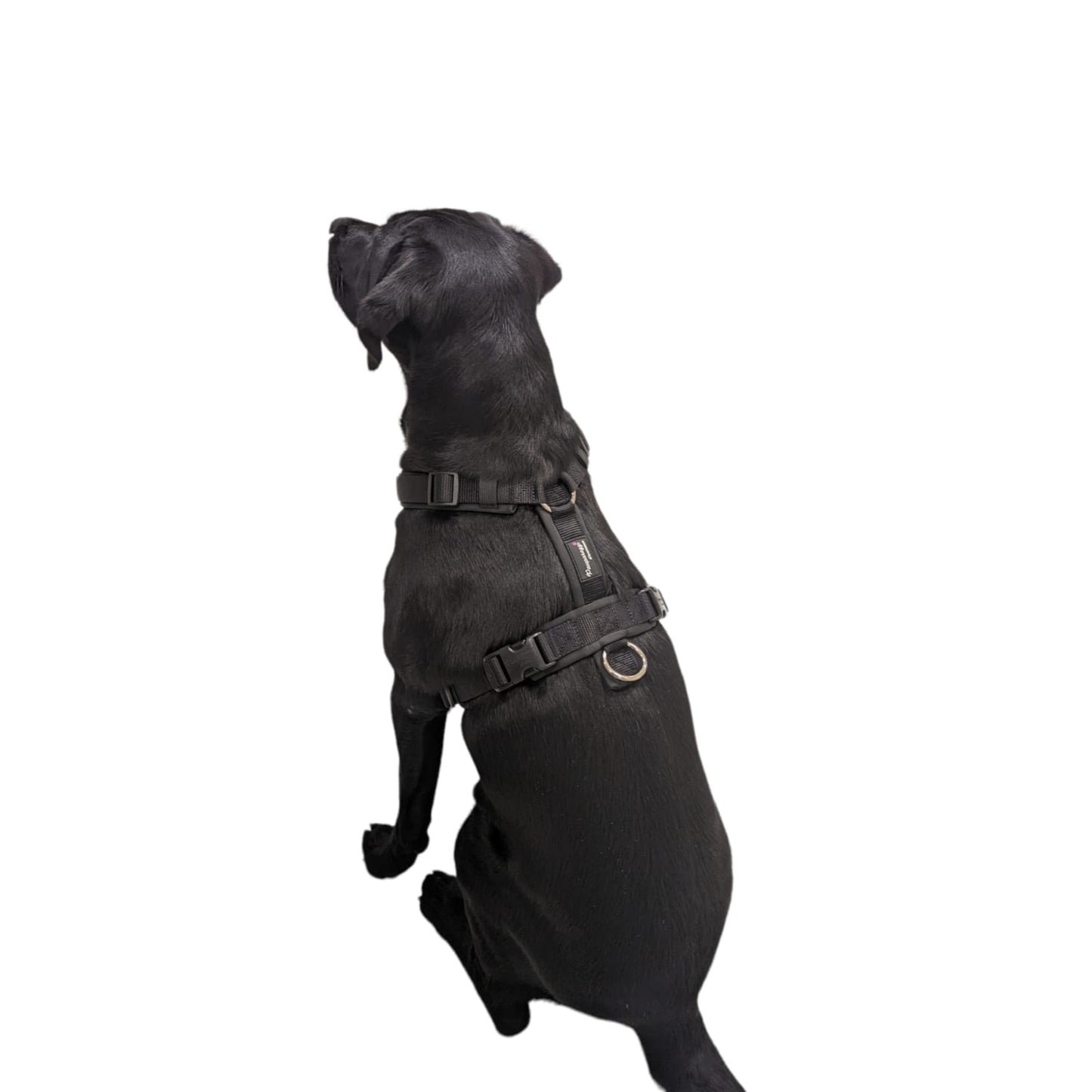 Pawparazzi d'animaux - Classic black harness