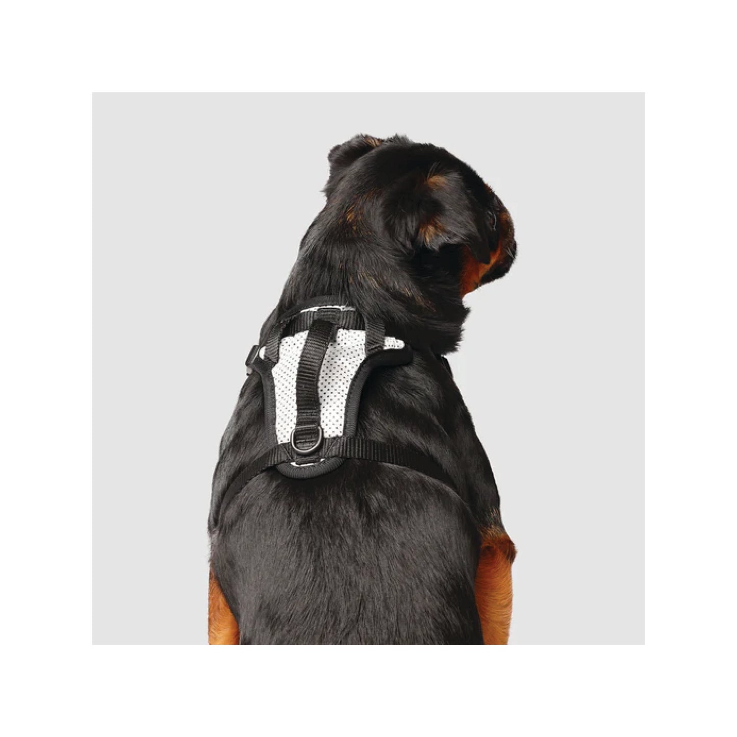 Canada Pooch - Everything Harness (Colors)