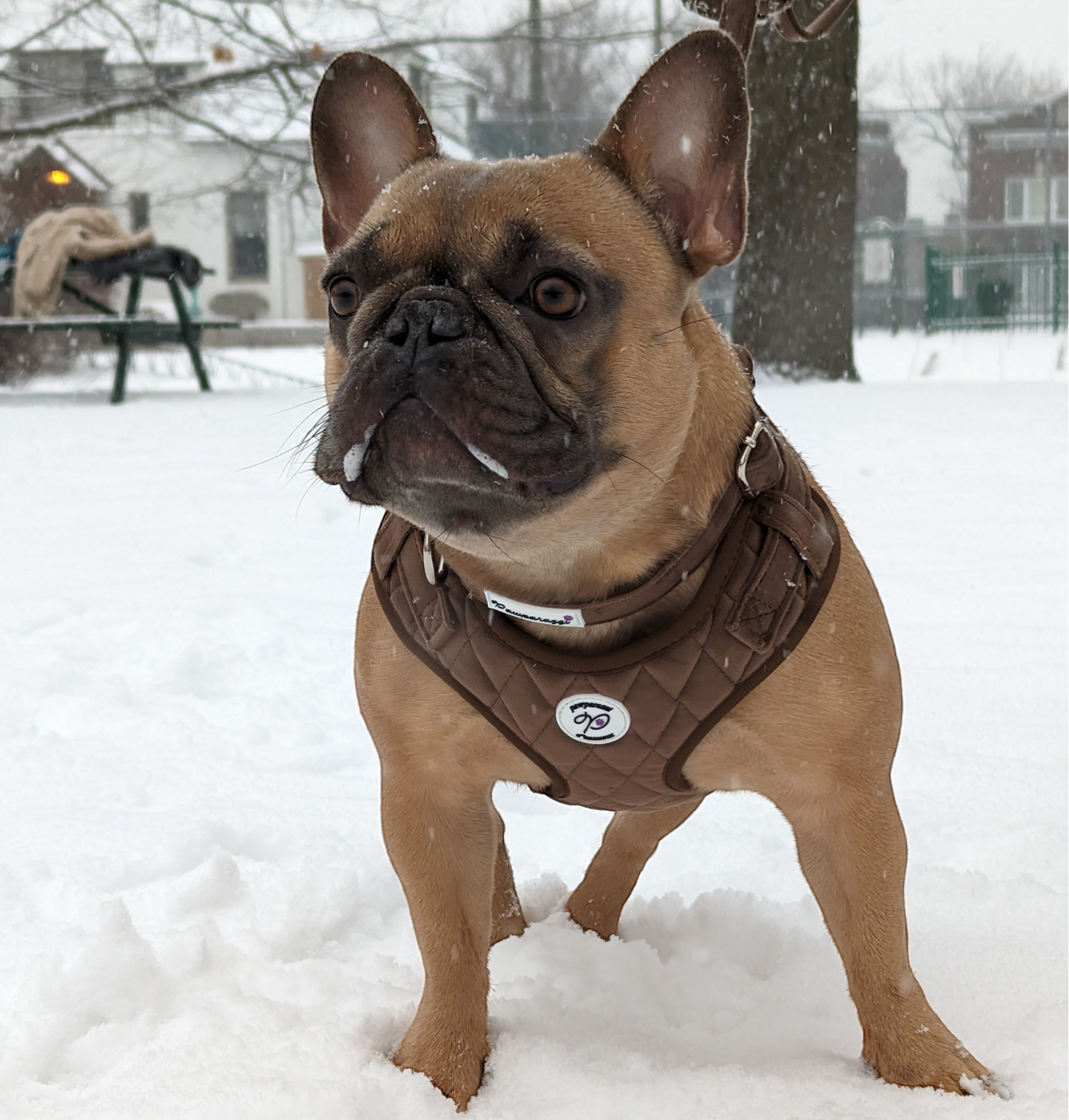 Pawparazzi d'animaux - Velvet Dog Harness, Leash, Collar, Bowtie and Poop-Bag Holder (Colors)