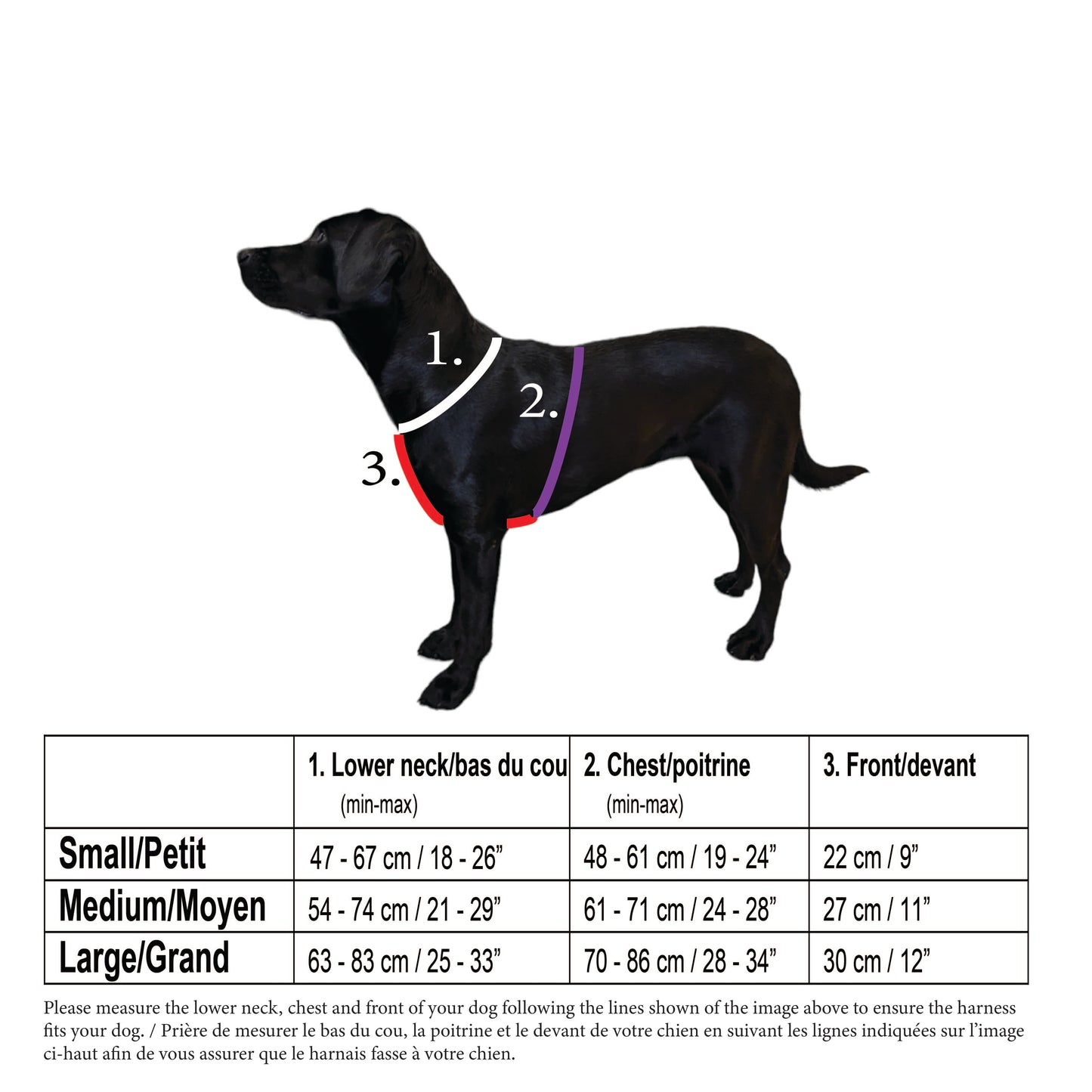 Pawparazzi d'animaux - Classic black harness